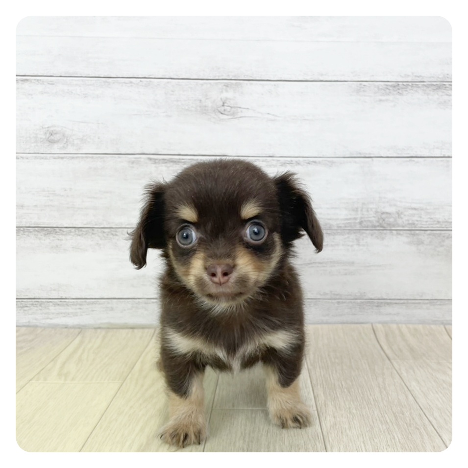 三重県のチワックス(チワワ×ダックス) (犬の家＆猫の里三重桑名店/2025年11月3日生まれ/男の子/チョコレートタン)の子犬