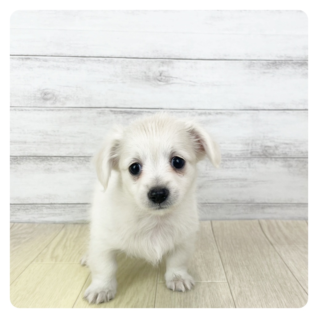 愛知県のチワックス(チワワ×ダックス) (犬の家＆猫の里エアポートウォーク店/2025年11月3日生まれ/女の子/クリームホワイト)の子犬