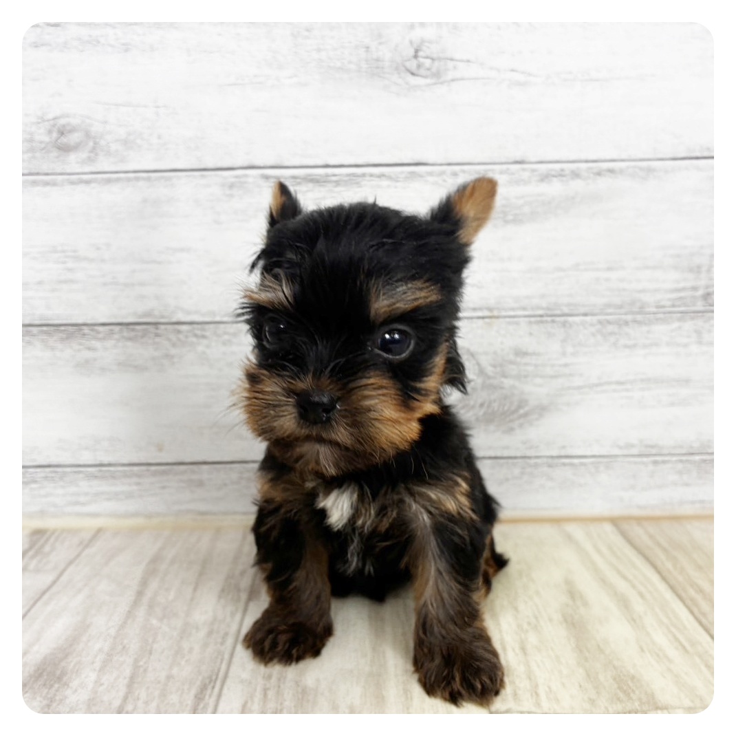 愛知県のヨークシャーテリア (犬の家＆猫の里春日井本店/2025年11月8日生まれ/男の子/スチールブルータン)の子犬