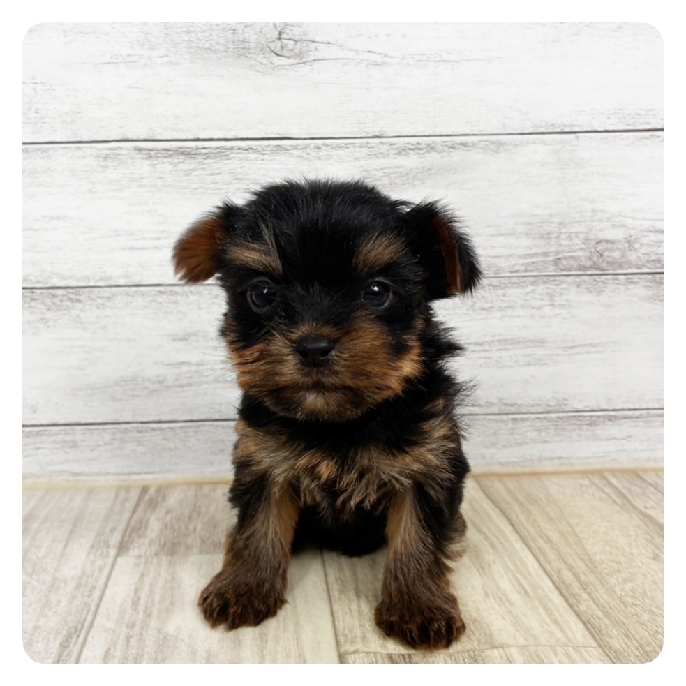 愛知県のヨークシャーテリア (犬の家＆猫の里春日井本店/2025年11月8日生まれ/女の子/スチールブルータン)の子犬