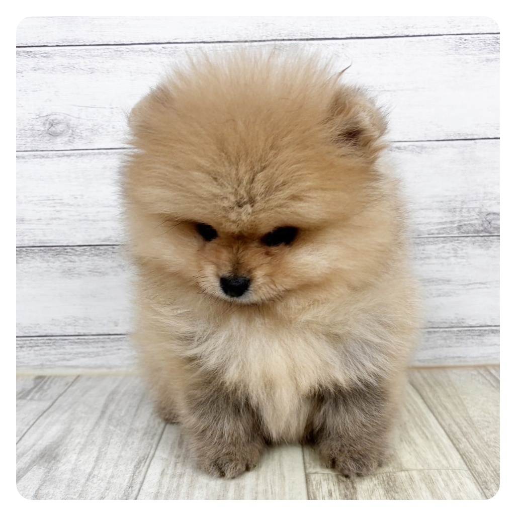 兵庫県のポメラニアン (犬の家＆猫の里ニッケパークタウン加古川店/2025年11月8日生まれ/男の子/オレンジ)の子犬の2枚目の画像
