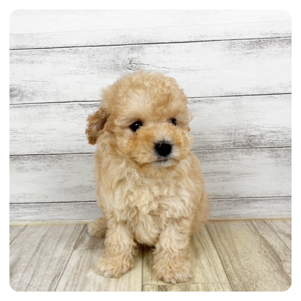 滋賀県のトイプードル(トイ) (犬の家＆猫の里近江八幡店/2025年11月5日生まれ/男の子/ペールフォーン)の子犬