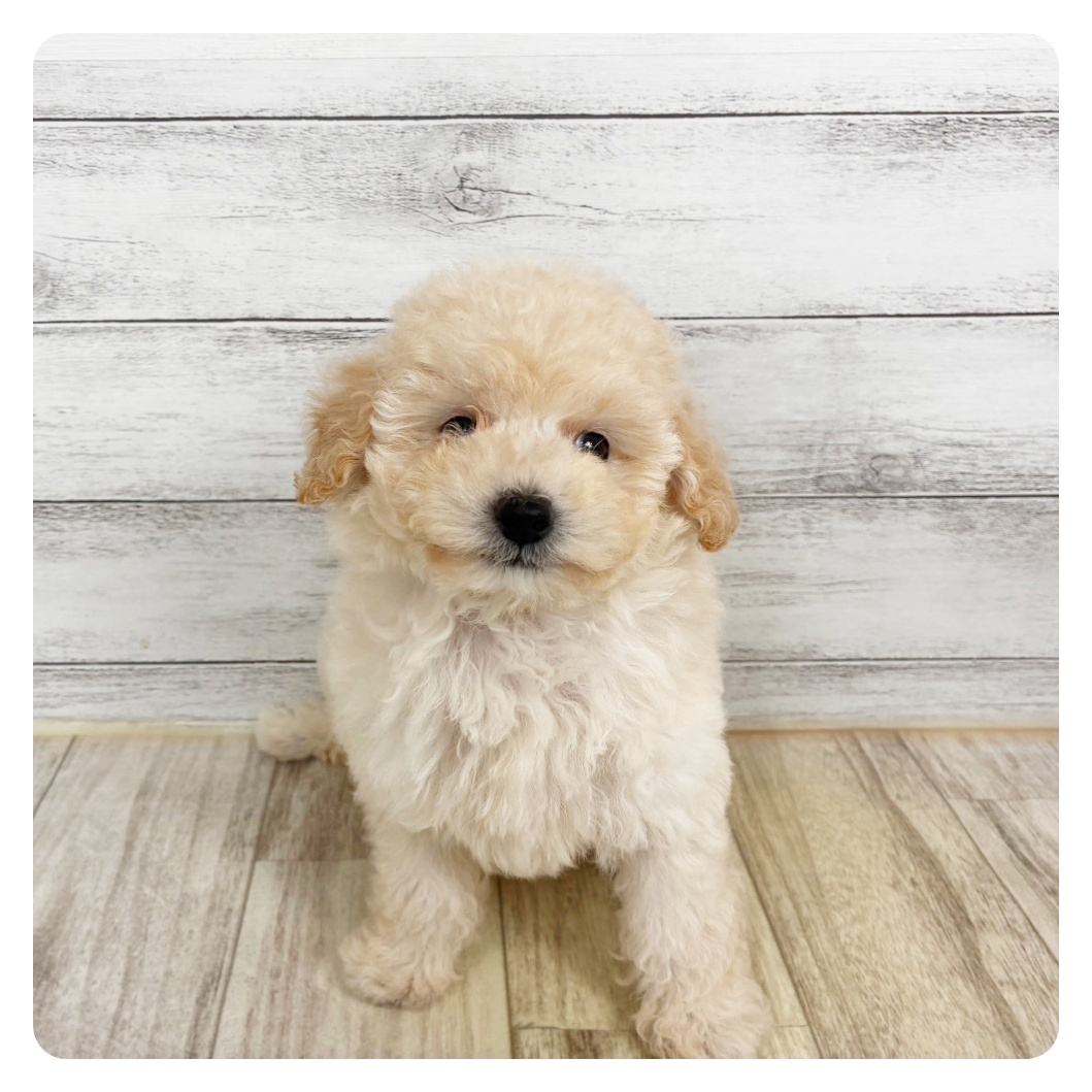兵庫県のトイプードル(タイニー) (犬の家＆猫の里川西店/2025年11月5日生まれ/男の子/ペールフォーン)の子犬