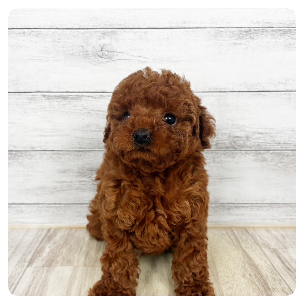 兵庫県のトイプードル(トイ) (犬の家＆猫の里カナート西神戸店/2025年11月6日生まれ/男の子/レッドフォーン)の子犬