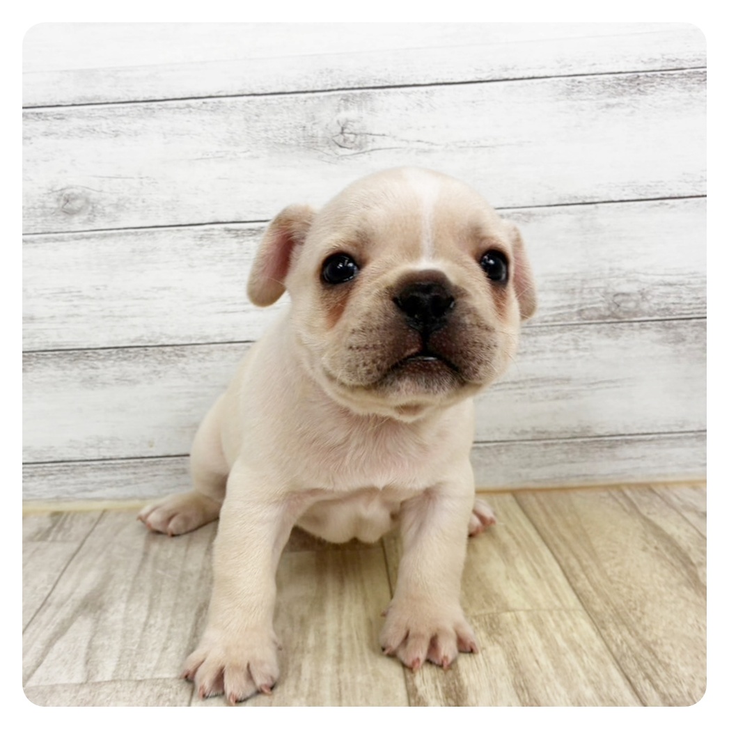 兵庫県のフレンチブルドッグ (犬の家＆猫の里カナート西神戸店/2025年11月8日生まれ/男の子/クリーム)の子犬
