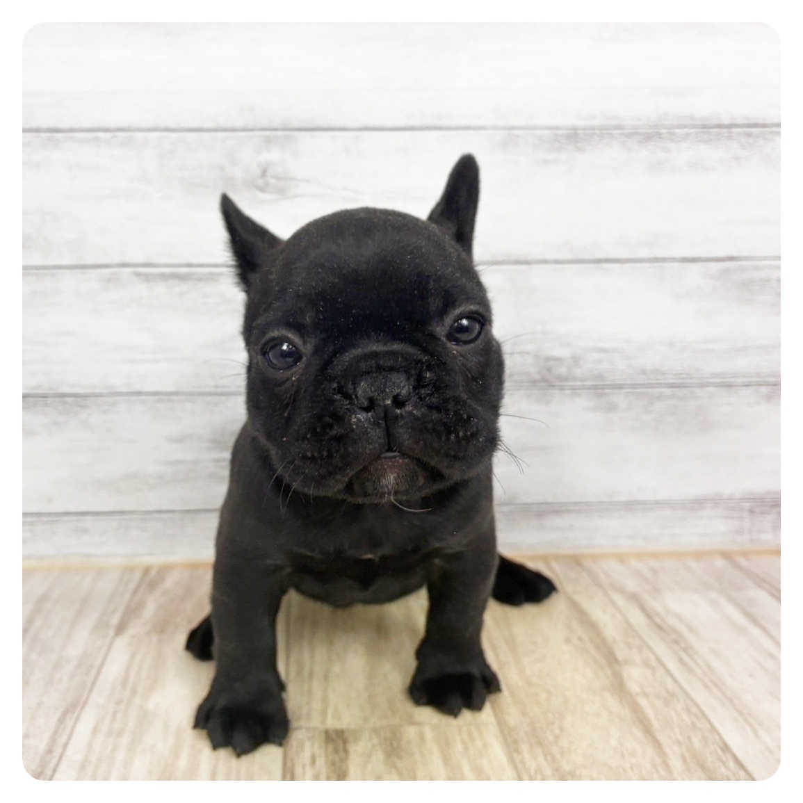 兵庫県のフレンチブルドッグ (犬の家＆猫の里ゆめタウン姫路店/2025年11月8日生まれ/女の子/ブリンドル)の子犬