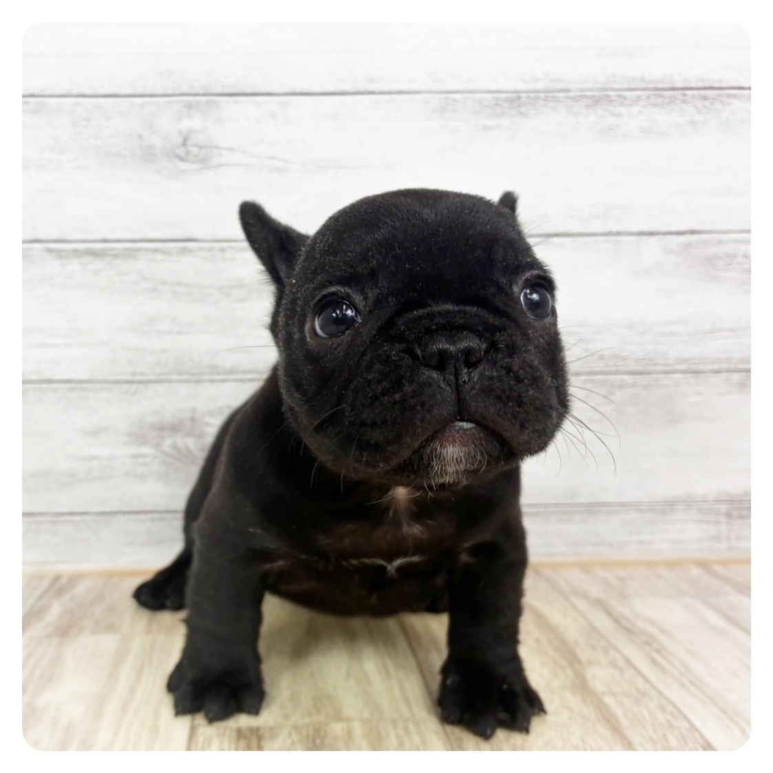 富山県のフレンチブルドッグ (犬の家＆猫の里アミーゴ山室店/2025年11月8日生まれ/女の子/ブリンドル)の子犬の2枚目の画像