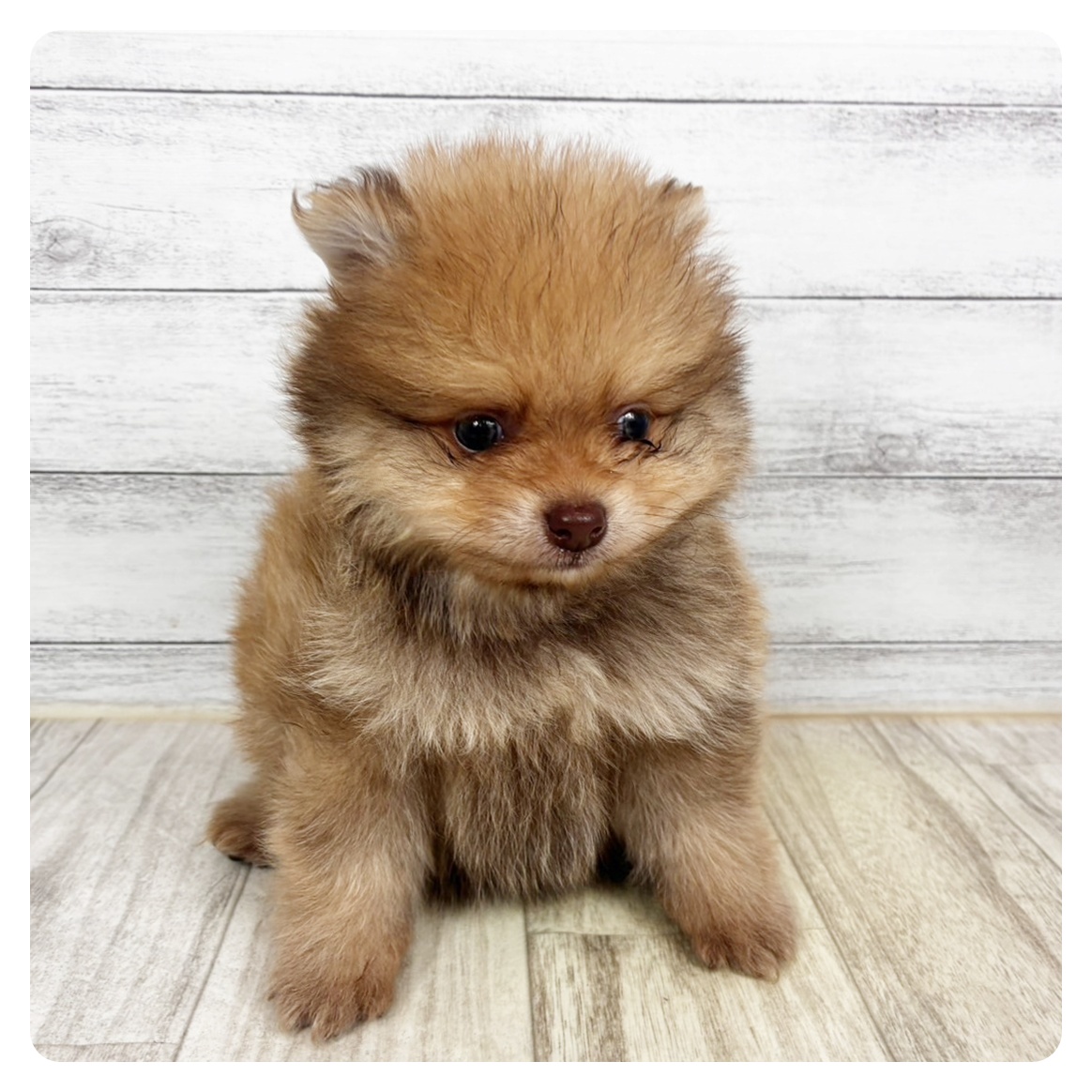 大阪府のポメラニアン (犬の家＆猫の里吹田店/2025年11月8日生まれ/男の子/ビーバー)の子犬の2枚目の画像