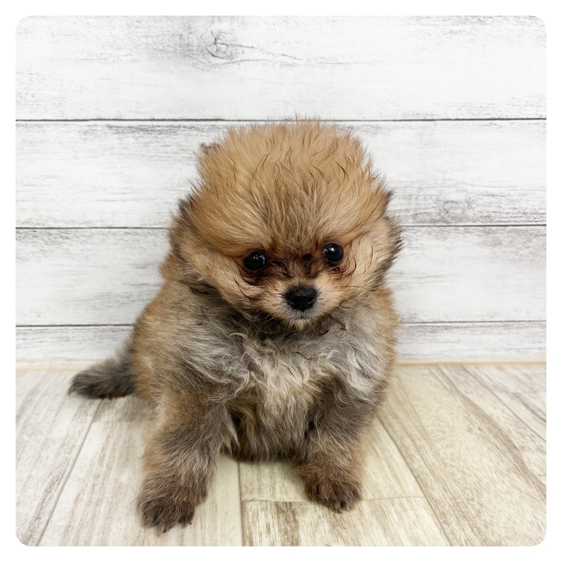 京都府のポメラニアン (犬の家＆猫の里京都樟葉店/2025年11月8日生まれ/男の子/オレンジ)の子犬の4枚目の画像