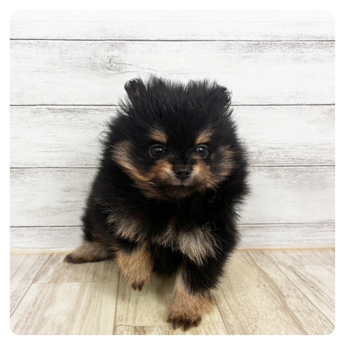 岡山県のポメラニアン (犬の家＆猫の里岡山店/2025年11月8日生まれ/女の子/ブラックタン)の子犬の2枚目の画像