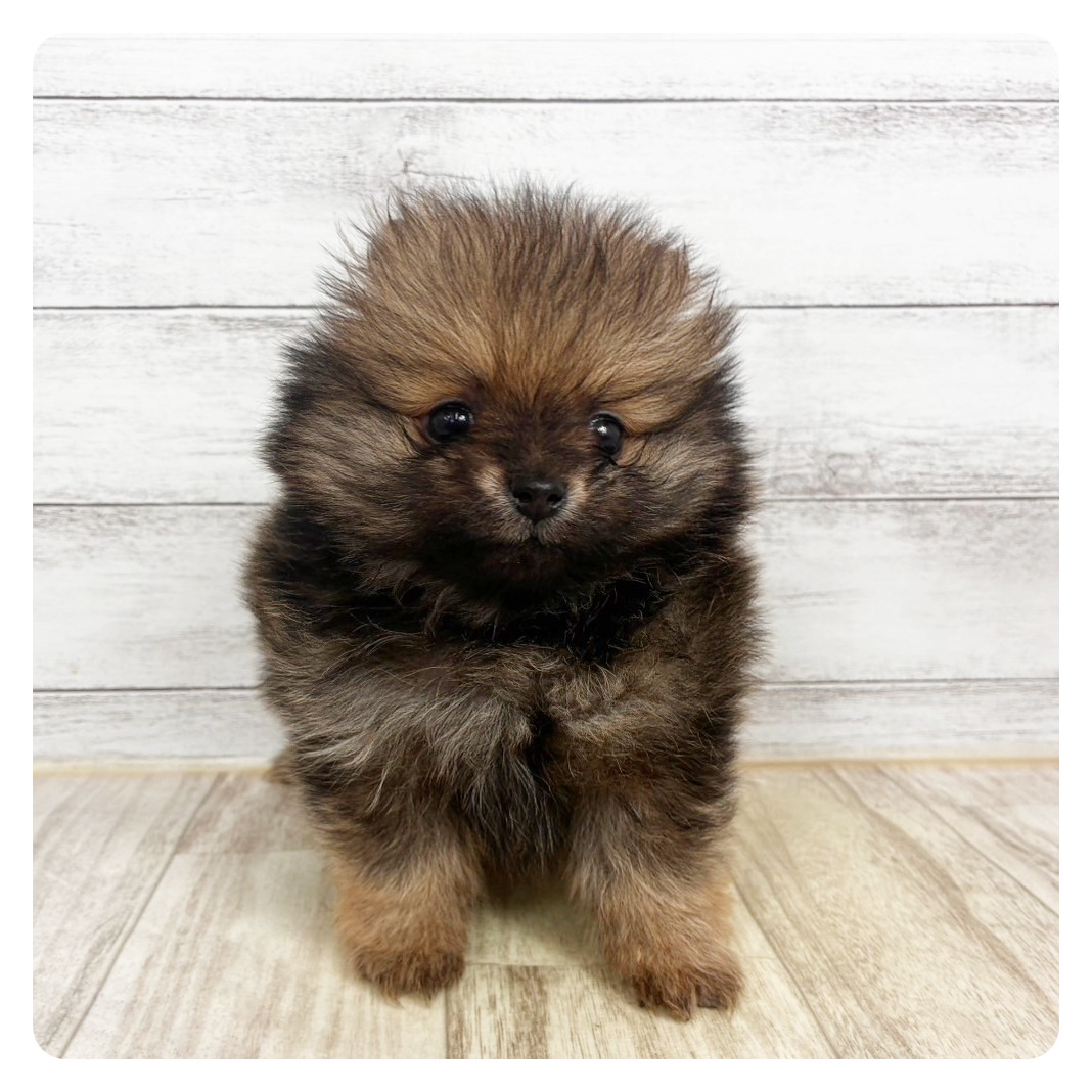 兵庫県のポメラニアン (犬の家＆猫の里神戸店/2025年11月8日生まれ/女の子/オレンジセーブル)の子犬の4枚目の画像