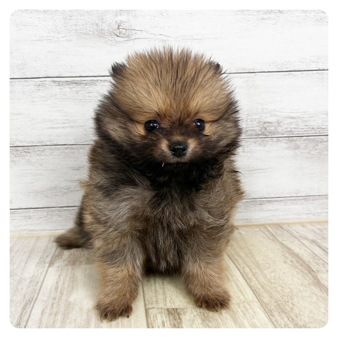 兵庫県のポメラニアン (犬の家＆猫の里尼崎店/2025年11月8日生まれ/女の子/オレンジセーブル)の子犬