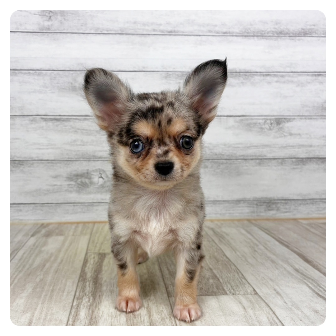 兵庫県のチワワ(ロング) (犬の家＆猫の里川西店/2025年11月5日生まれ/女の子/ブルーマール)の子犬