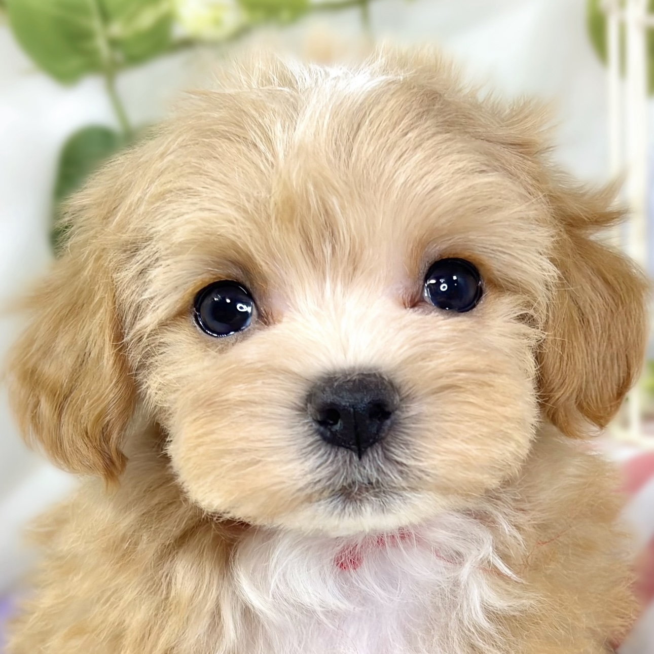 長野県のマルプー(マルチーズ×プードル) (犬の家＆猫の里長野店/2025年11月5日生まれ/男の子/アプリコットホワイト)の子犬の4枚目の画像