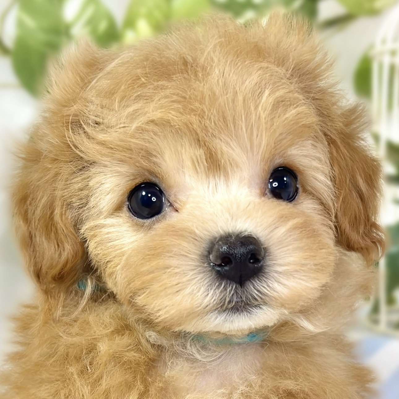 愛知県のマルプー(マルチーズ×プードル) (犬の家＆猫の里春日井本店/2025年11月5日生まれ/女の子/アプリコット)の子犬の2枚目の画像