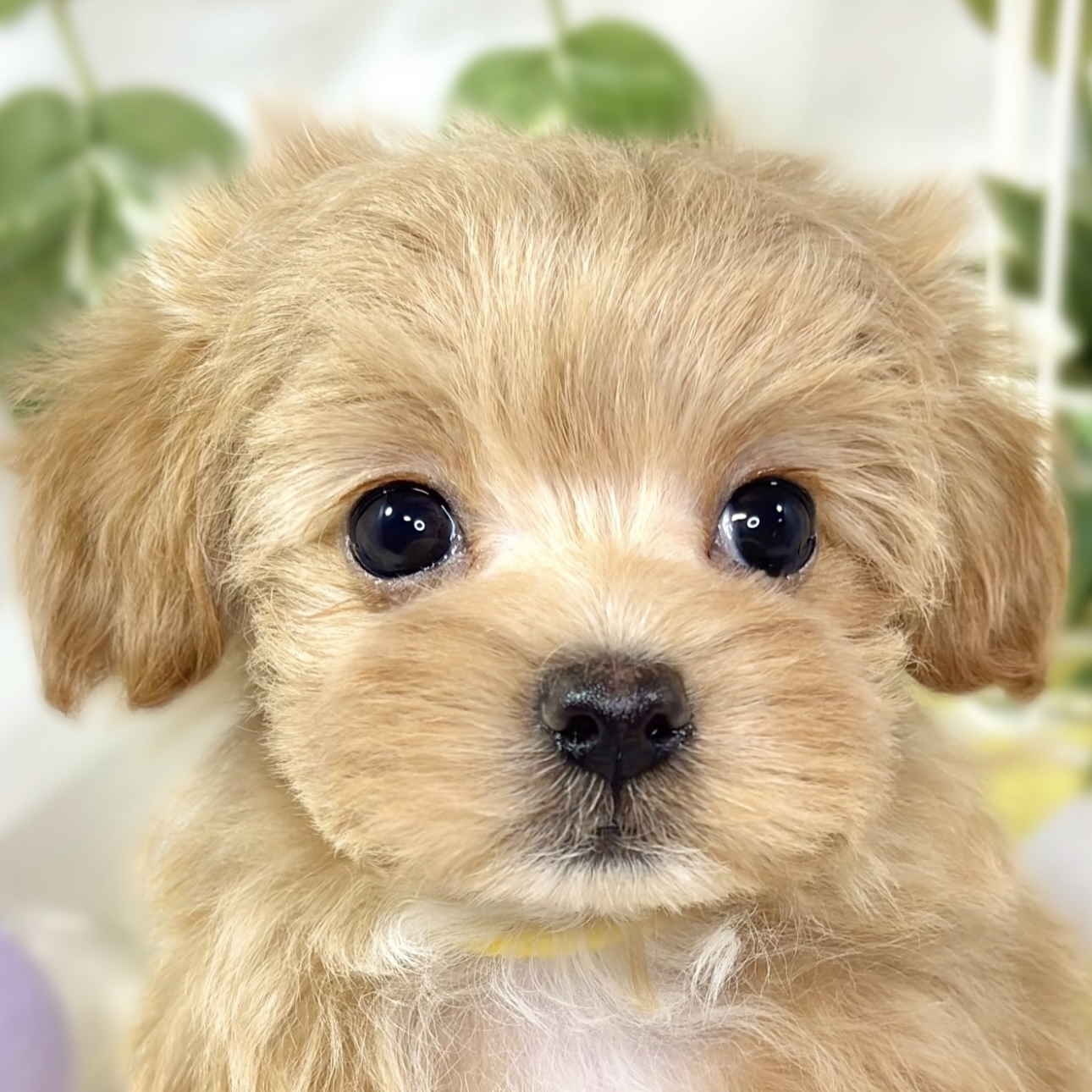 愛知県のマルプー(マルチーズ×プードル) (犬の家＆猫の里エアポートウォーク店/2025年11月5日生まれ/女の子/アプリコット)の子犬の1枚目の画像