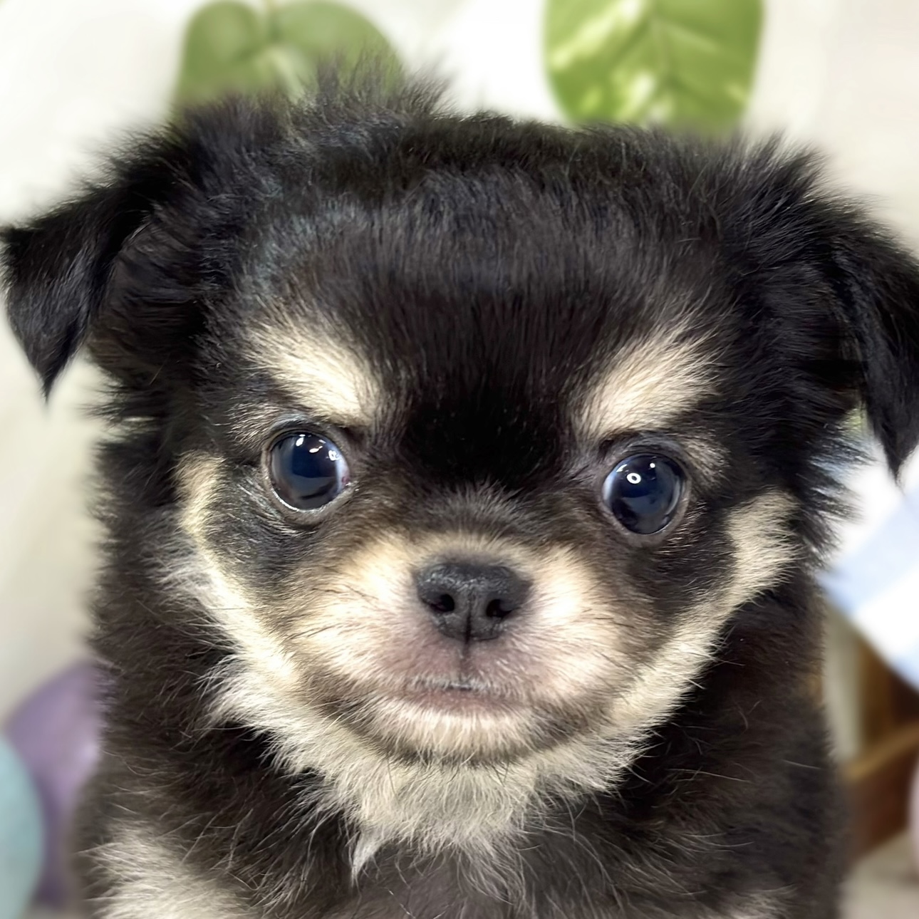 愛知県のチワワ(ロング) (犬の家＆猫の里春日井本店/2025年11月9日生まれ/男の子/ブラッククリーム)の子犬