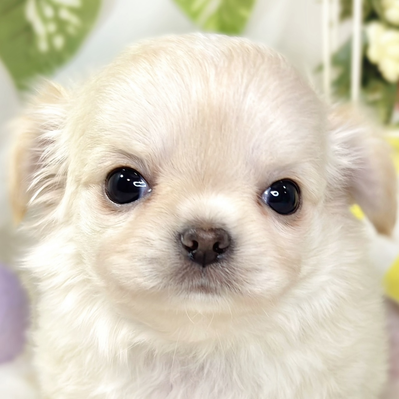 愛知県のチワワ(ロング) (犬の家＆猫の里碧南店/2025年11月9日生まれ/女の子/クリームホワイト)の子犬