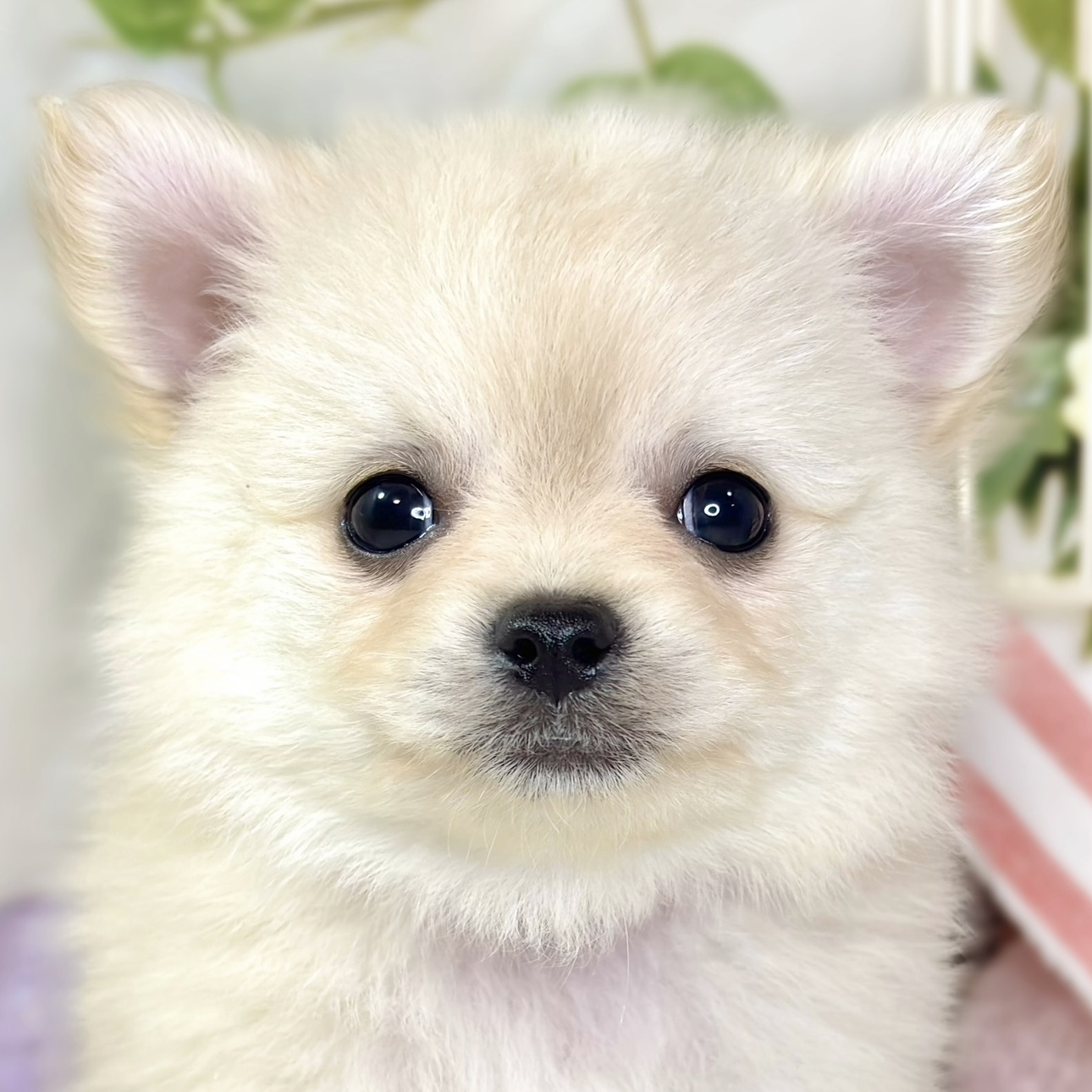 愛知県のポメチワ/チワポメ/ポメチー(ポメラニアン×チワワ) (犬の家＆猫の里春日井本店/2025年11月9日生まれ/女の子/クリーム)の子犬