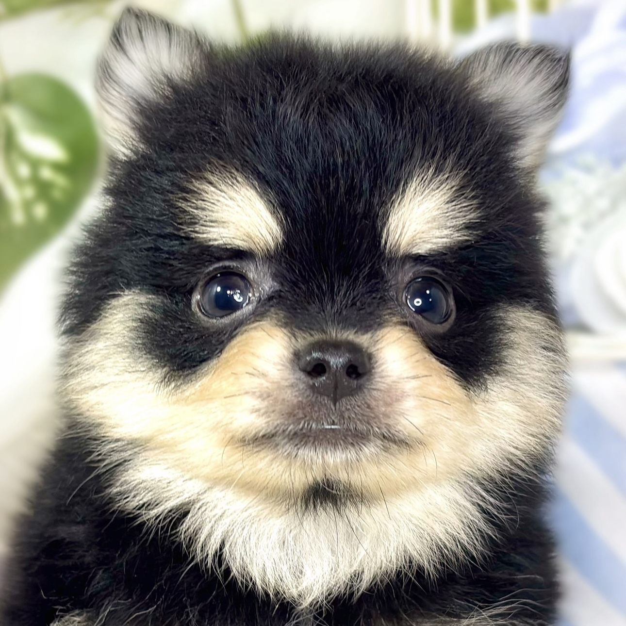 静岡県のポメチワ/チワポメ/ポメチー(ポメラニアン×チワワ) (犬の家＆猫の里富士店/2025年11月9日生まれ/男の子/ブラックタン)の子犬