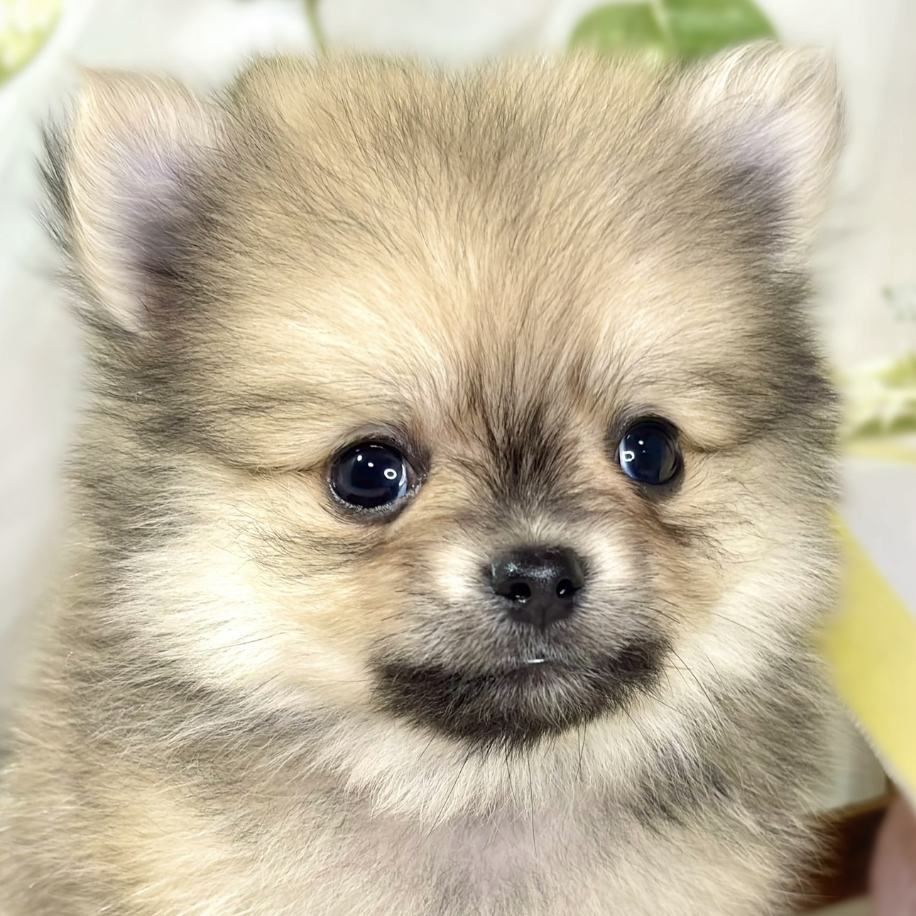 愛知県のポメチワ/チワポメ/ポメチー(ポメラニアン×チワワ) (犬の家＆猫の里エアポートウォーク店/2025年11月9日生まれ/男の子/フォーン)の子犬の3枚目の画像