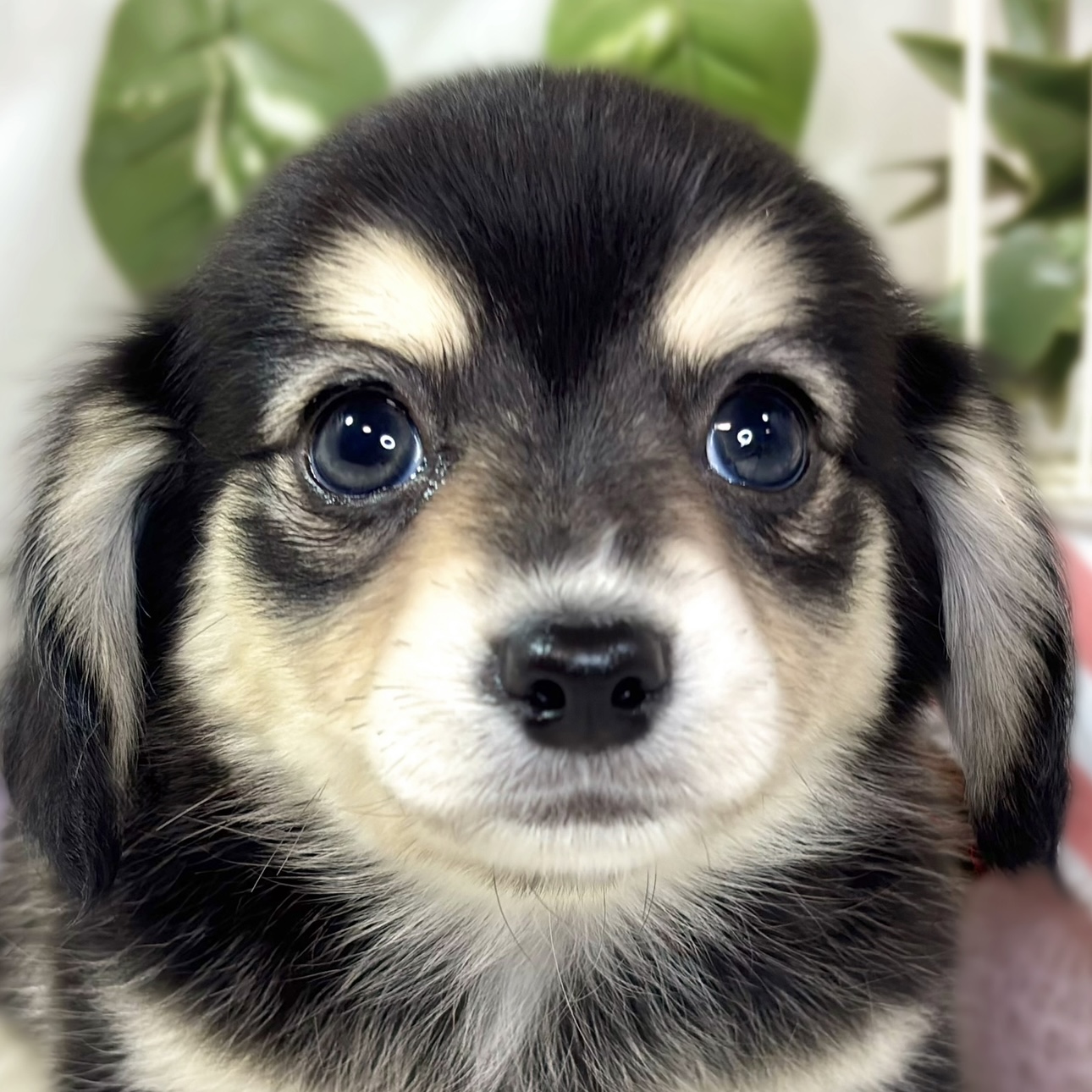 愛知県のチワックス(チワワ×ダックス) (犬の家＆猫の里碧南店/2025年11月9日生まれ/女の子/ブラッククリーム)の子犬