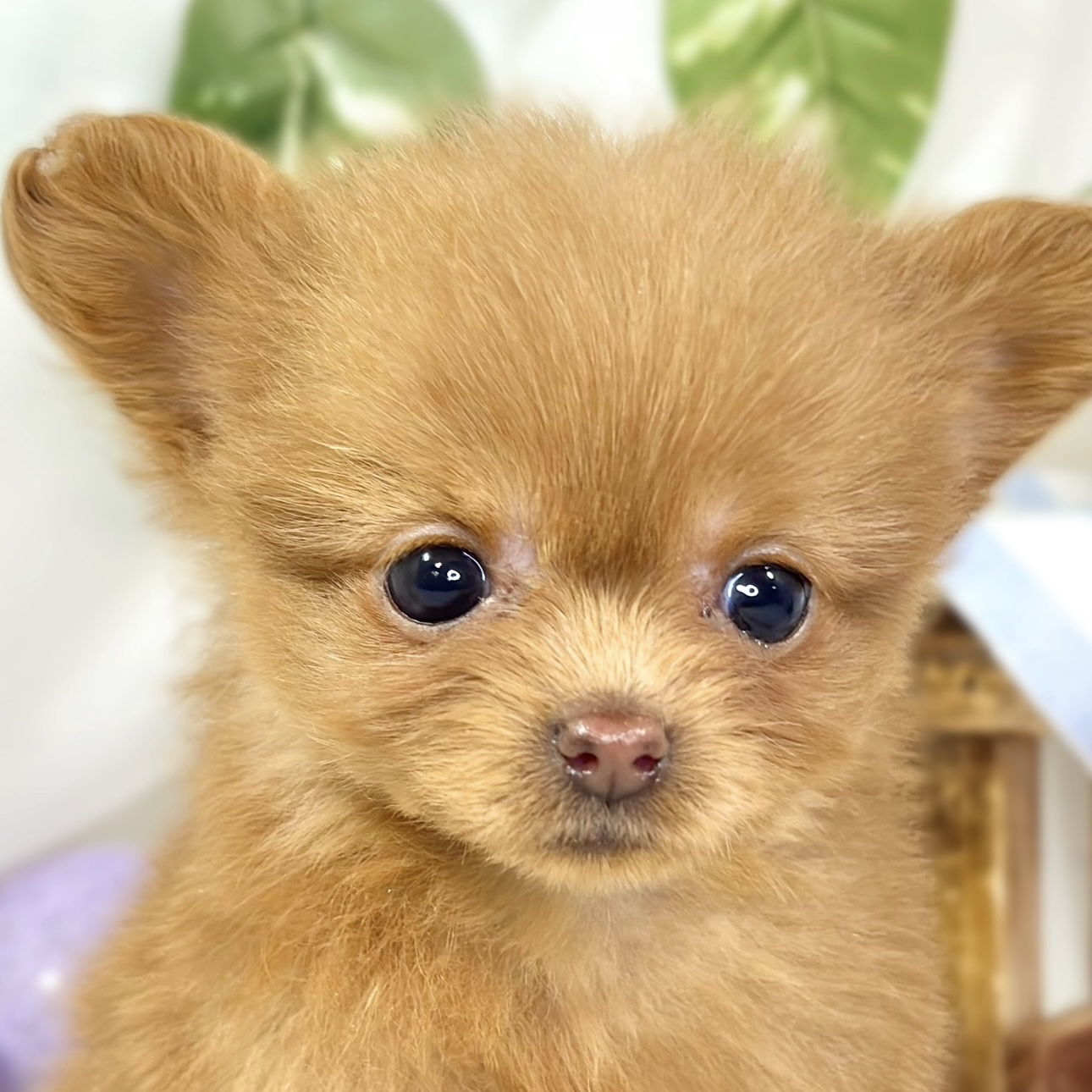 愛知県のチワプー/プーチー(チワワ×プードル) (犬の家＆猫の里アミーゴ神の倉店/2025年11月9日生まれ/女の子/レッド)の子犬の2枚目の画像