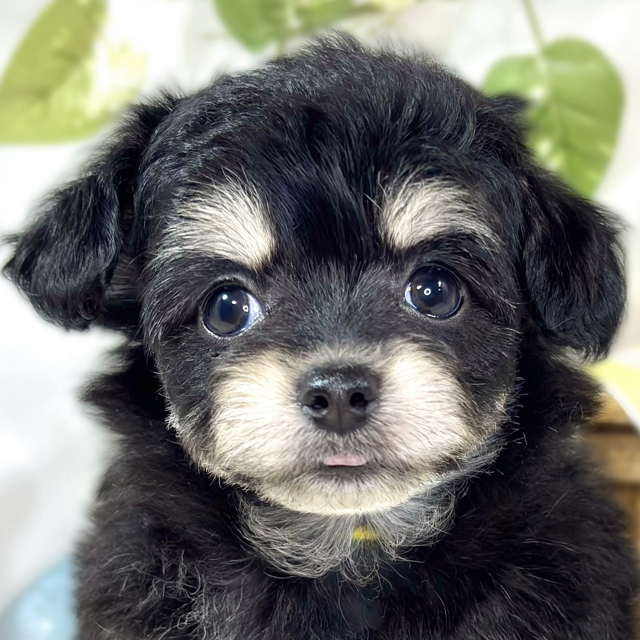 愛知県のチワプー/プーチー(チワワ×プードル) (犬の家＆猫の里MiO香久山店/2025年11月9日生まれ/女の子/ブラッククリーム)の子犬