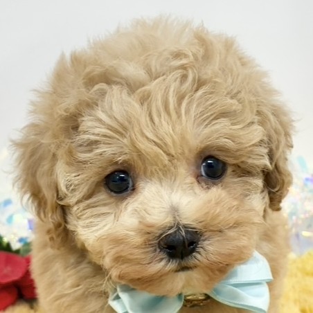愛知県のマルプー(マルチーズ×プードル) (犬の家＆猫の里アミーゴ神の倉店/2025年11月3日生まれ/女の子/アプリコット)の子犬