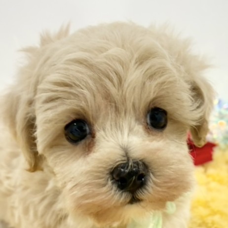 愛知県のマルプー(マルチーズ×プードル) (犬の家＆猫の里春日井本店/2025年11月3日生まれ/男の子/クリーム)の子犬