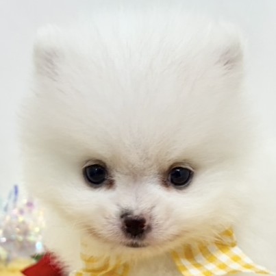 岐阜県のポメラニアン (犬の家＆猫の里岐南店/2025年11月5日生まれ/男の子/ホワイト)の子犬の1枚目の画像
