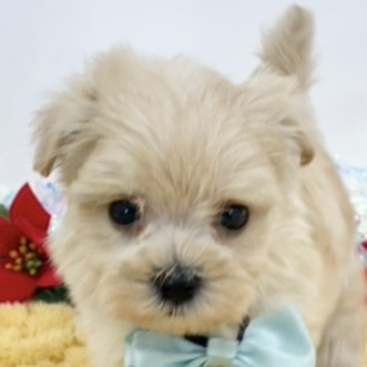 岐阜県のマルプー(マルチーズ×プードル) (犬の家＆猫の里中津川店/2025年11月6日生まれ/女の子/クリーム)の子犬