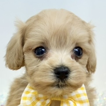 岐阜県のマルプー(マルチーズ×プードル) (犬の家＆猫の里岐南店/2025年11月6日生まれ/男の子/アプリコット)の子犬の1枚目の画像