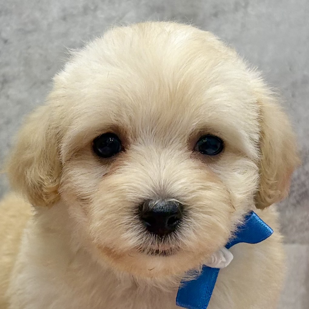 愛知県のマルプー(マルチーズ×プードル) (犬の家＆猫の里豊川インター店/2025年11月4日生まれ/女の子/クリーム)の子犬の1枚目の画像