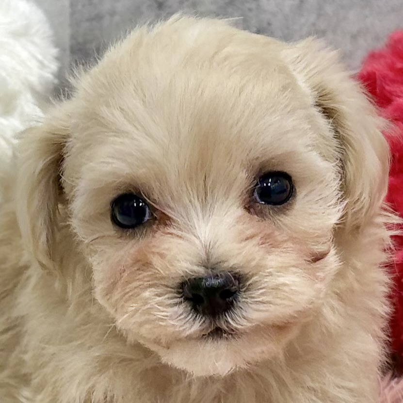 三重県のマルプー(マルチーズ×プードル) (犬の家＆猫の里三重桑名店/2025年11月6日生まれ/女の子/クリーム)の子犬