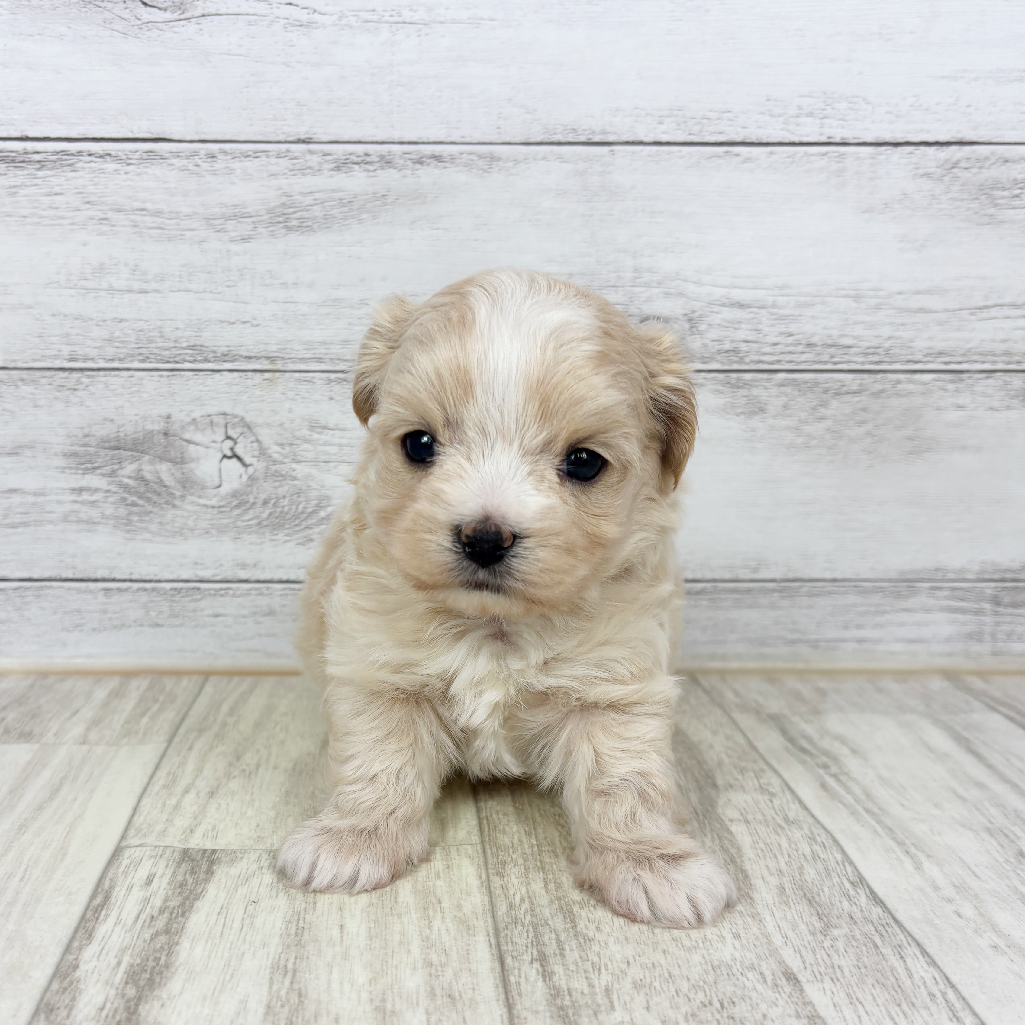 兵庫県のマルプー(マルチーズ×プードル) (犬の家＆猫の里神戸店/2025年11月9日生まれ/男の子/クリーム)の子犬