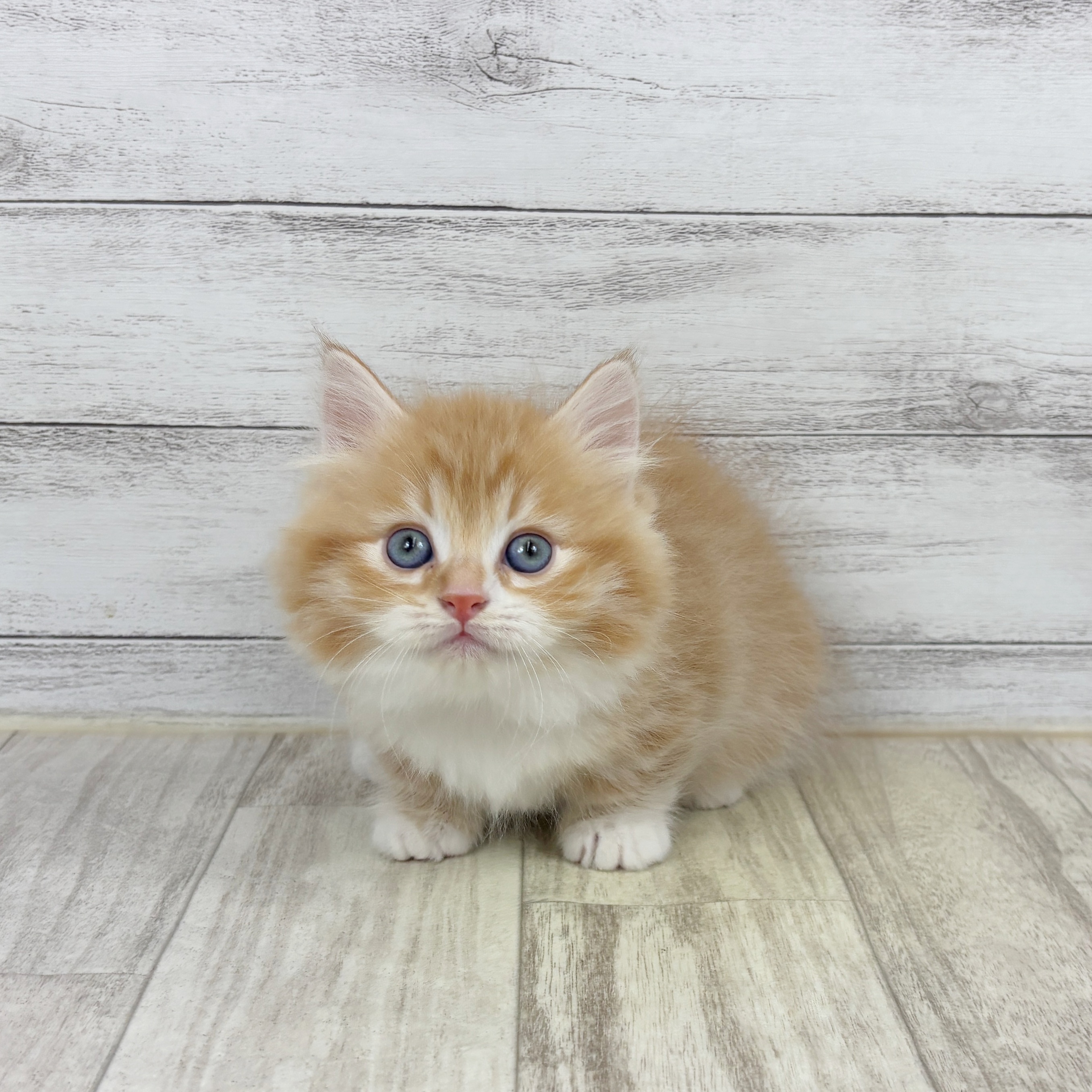 兵庫県のミヌエット (犬の家＆猫の里ゆめタウン姫路店/2025年11月8日生まれ/女の子/レッドタビーホワイト)の子猫