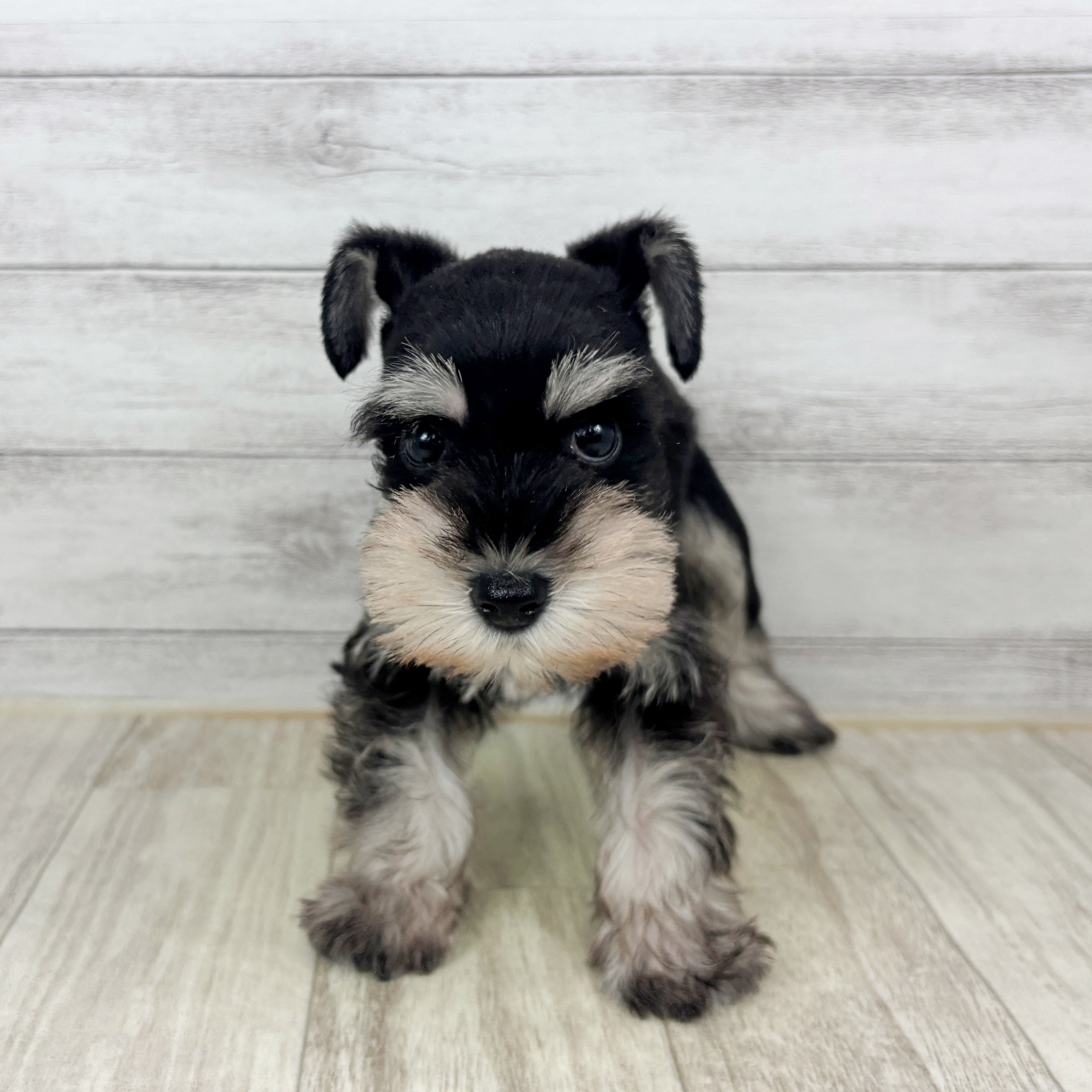 岡山県のミニチュアシュナウザー (犬の家＆猫の里倉敷店/2025年11月8日生まれ/女の子/ブラックシルバー)の子犬