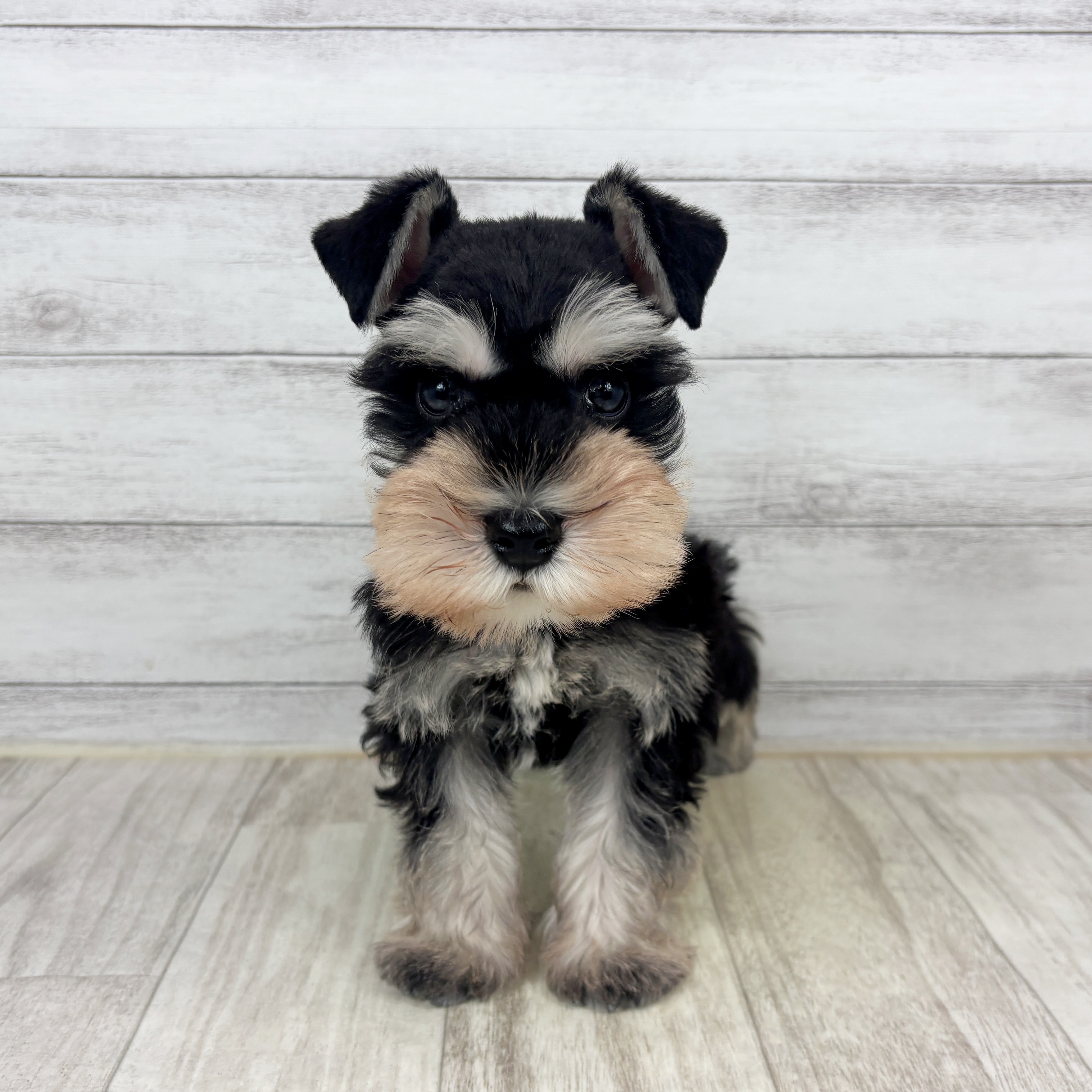 兵庫県のミニチュアシュナウザー (犬の家＆猫の里ゆめタウン姫路店/2025年11月8日生まれ/男の子/ブラックシルバー)の子犬