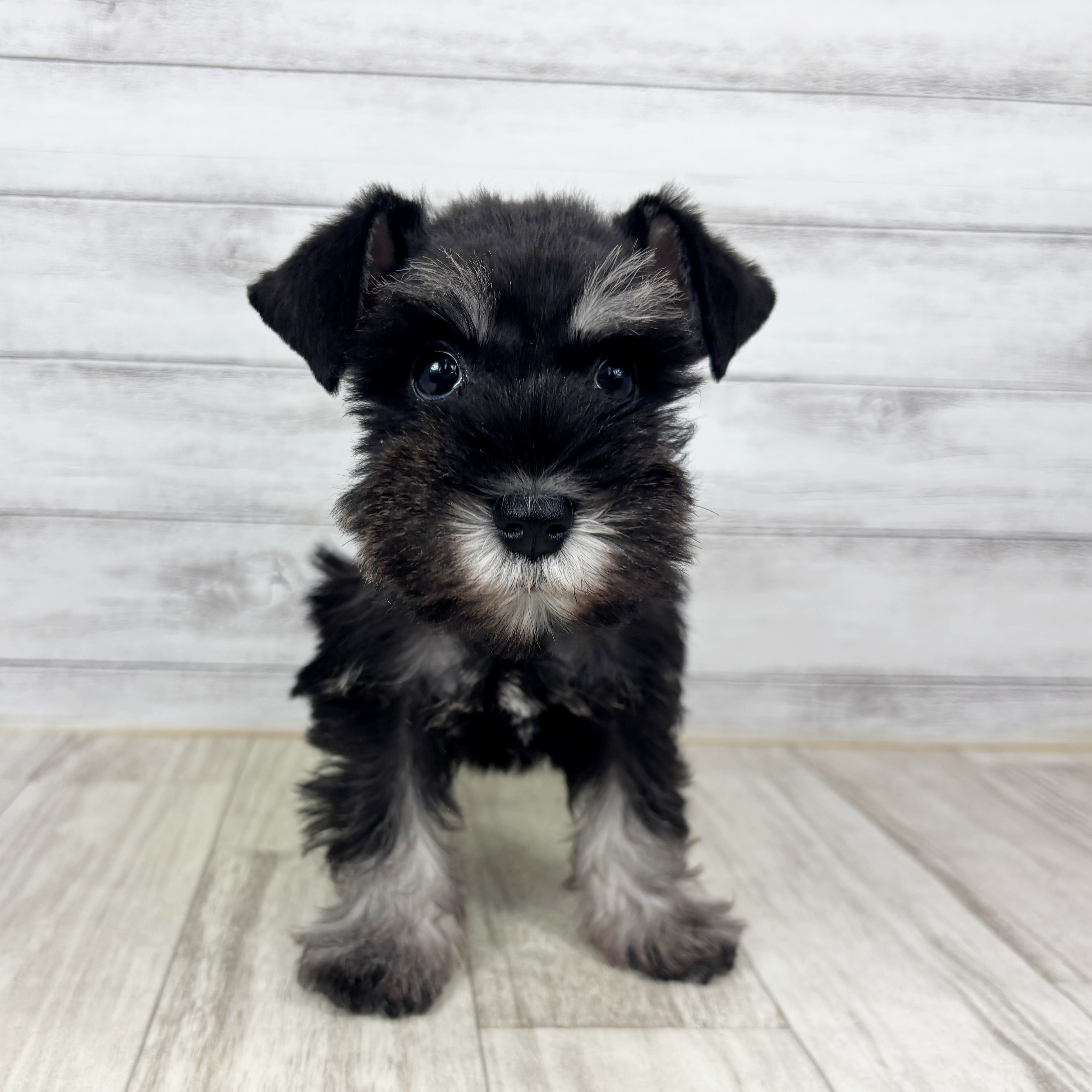 兵庫県のミニチュアシュナウザー (犬の家＆猫の里カナート西神戸店/2025年11月8日生まれ/女の子/ブラックシルバー)の子犬の3枚目の画像