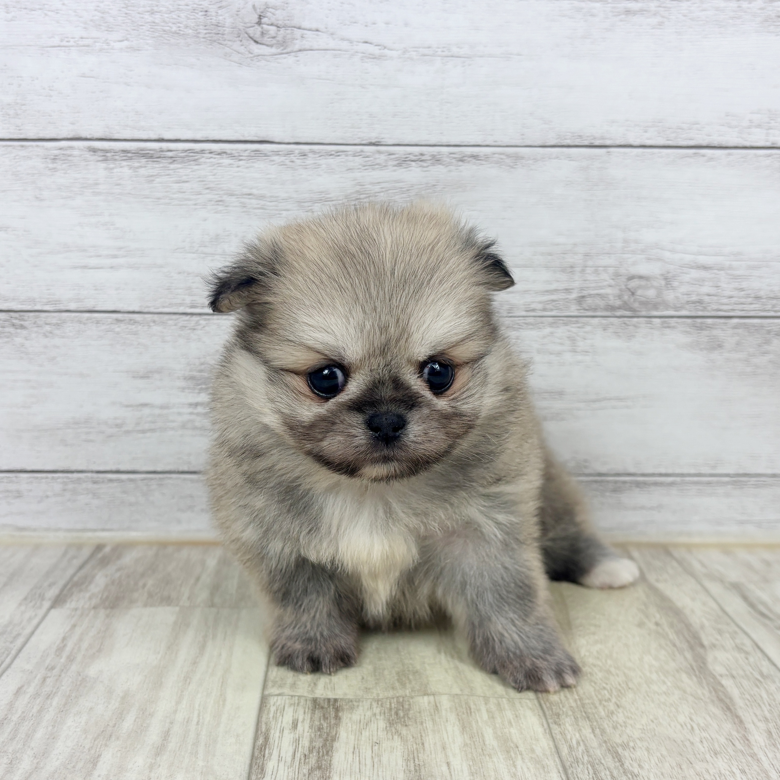 愛知県のペキポメ/ポメペキ(ペキニーズ×ポメラニアン) (犬の家＆猫の里春日井本店/2025年11月9日生まれ/女の子/ウルフセーブル)の子犬