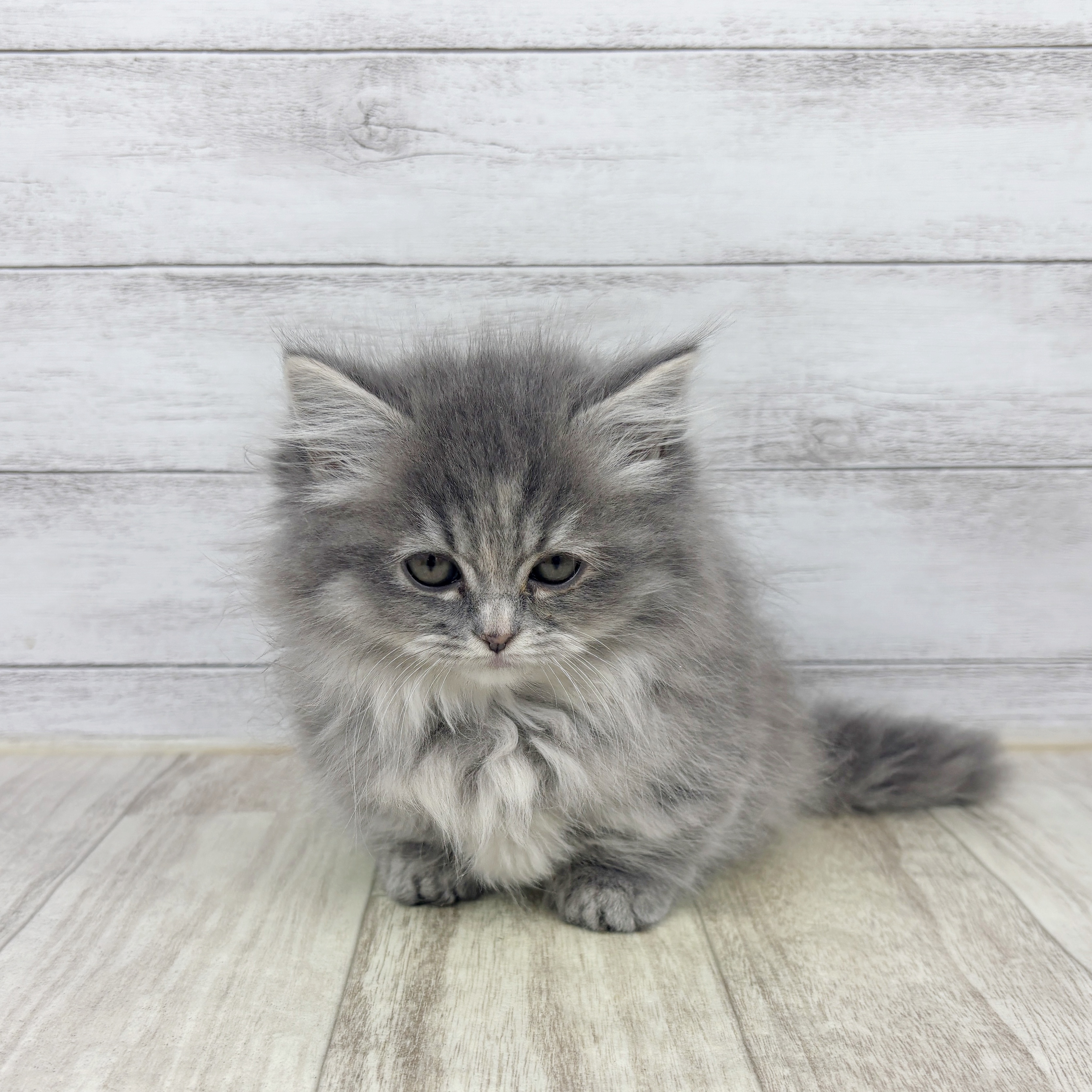 富山県のミヌエット (犬の家＆猫の里アミーゴ高岡蓮花寺店/2025年11月6日生まれ/女の子/ブルータビー)の子猫の2枚目の画像