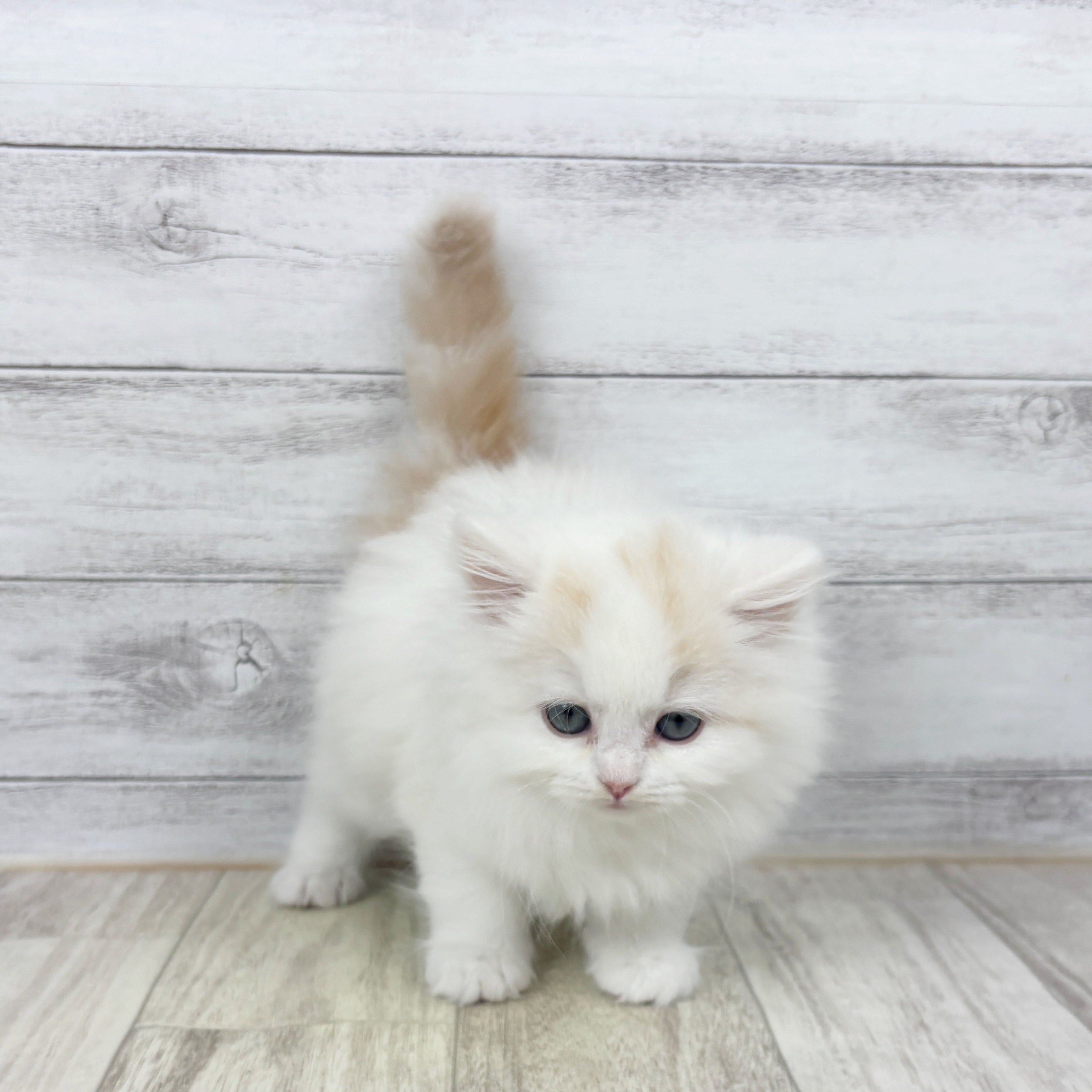 兵庫県のスコティッシュストレート (犬の家＆猫の里神戸店/2025年11月7日生まれ/女の子/レッドタビーホワイトバン)の子猫の3枚目の画像