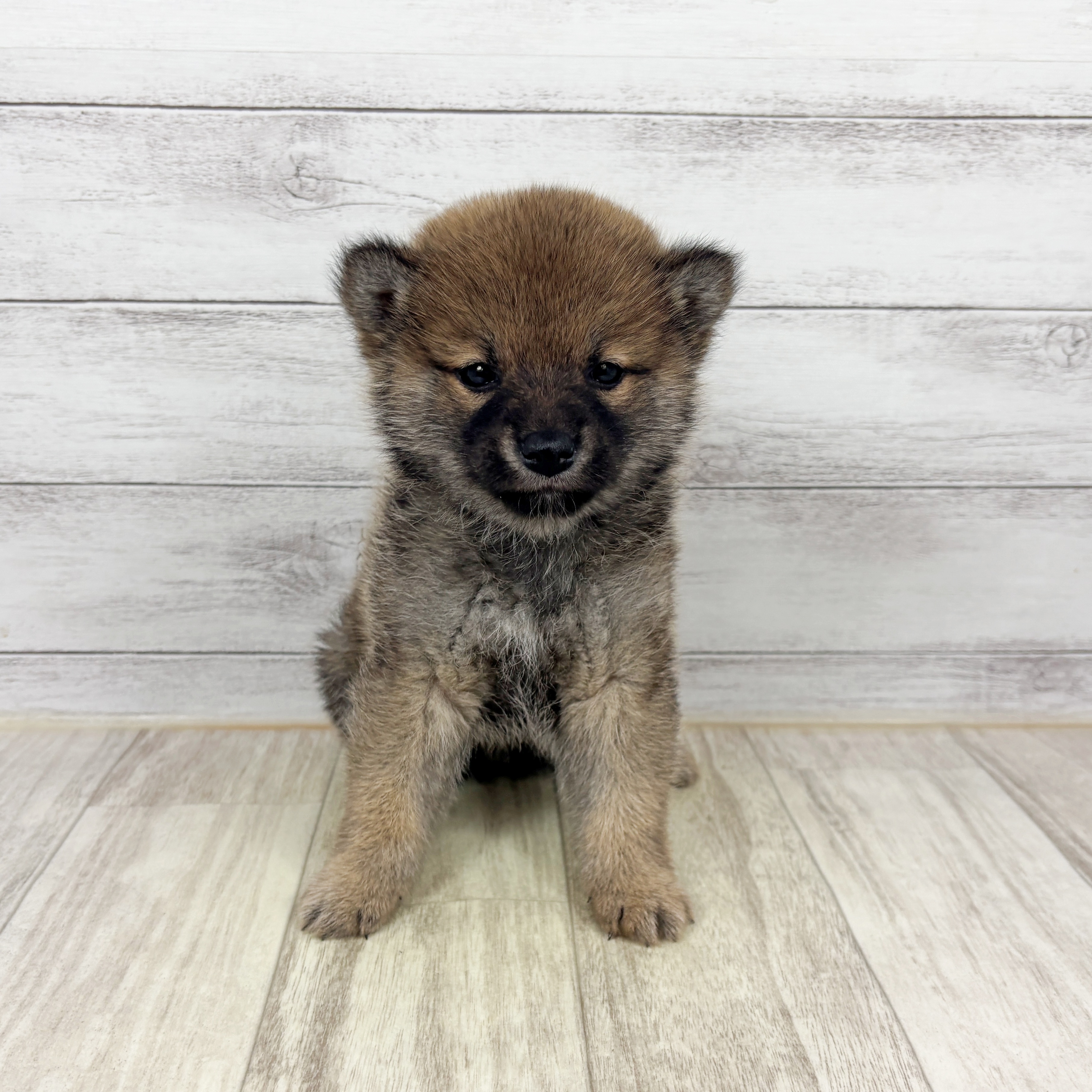 京都府の柴犬(標準サイズ) (犬の家＆猫の里京都樟葉店/2025年11月9日生まれ/男の子/赤)の子犬の3枚目の画像
