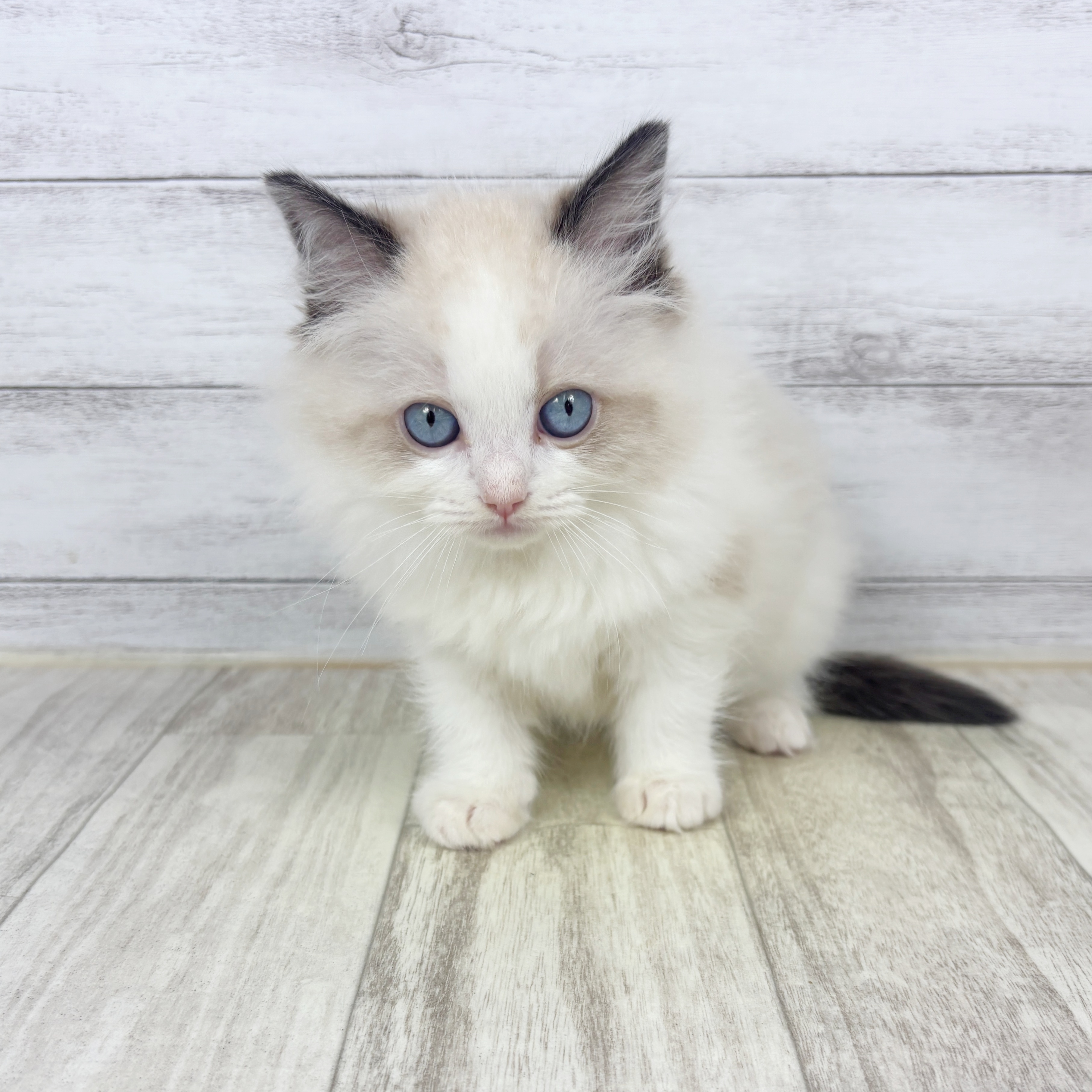 大阪府のラグドール (犬の家＆猫の里もりのみやキューズモールBASE店/2025年11月5日生まれ/女の子/シールポイントバイカラー)の子猫の2枚目の画像