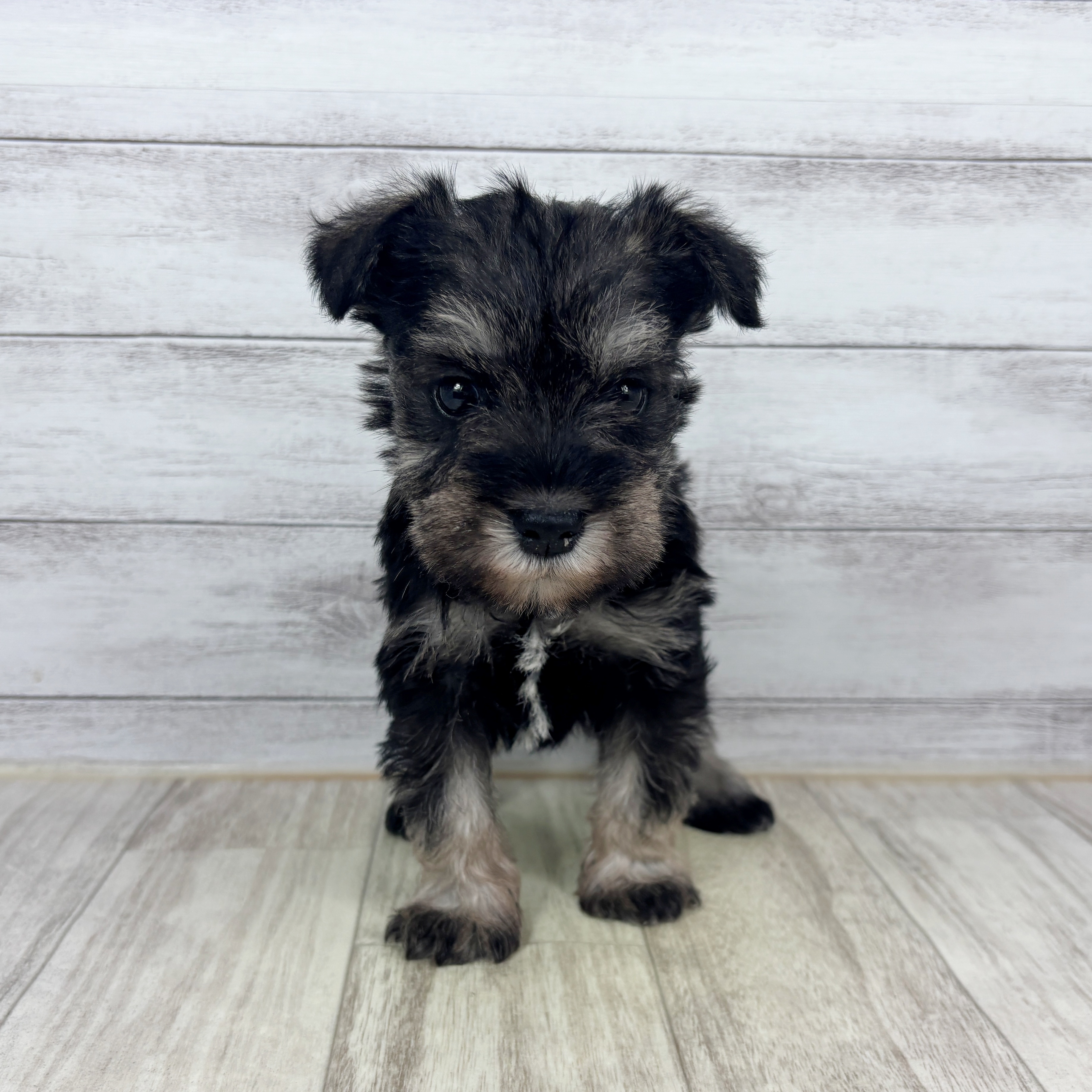 岡山県のミニチュアシュナウザー (犬の家＆猫の里倉敷店/2025年11月8日生まれ/男の子/ソルトペッパー)の子犬