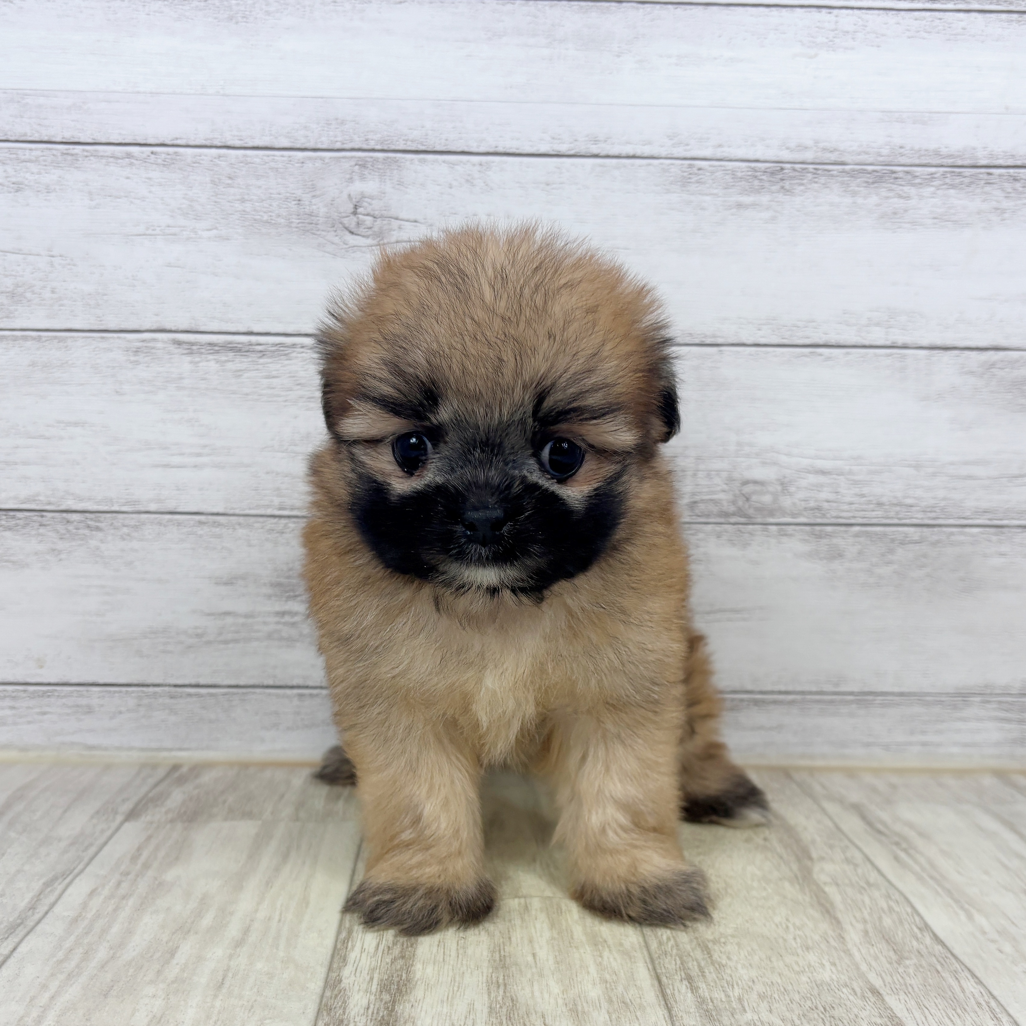 兵庫県のポメズー/ポメシーズ(ポメラニアン×シーズー) (犬の家＆猫の里川西店/2025年11月6日生まれ/男の子/レッド)の子犬