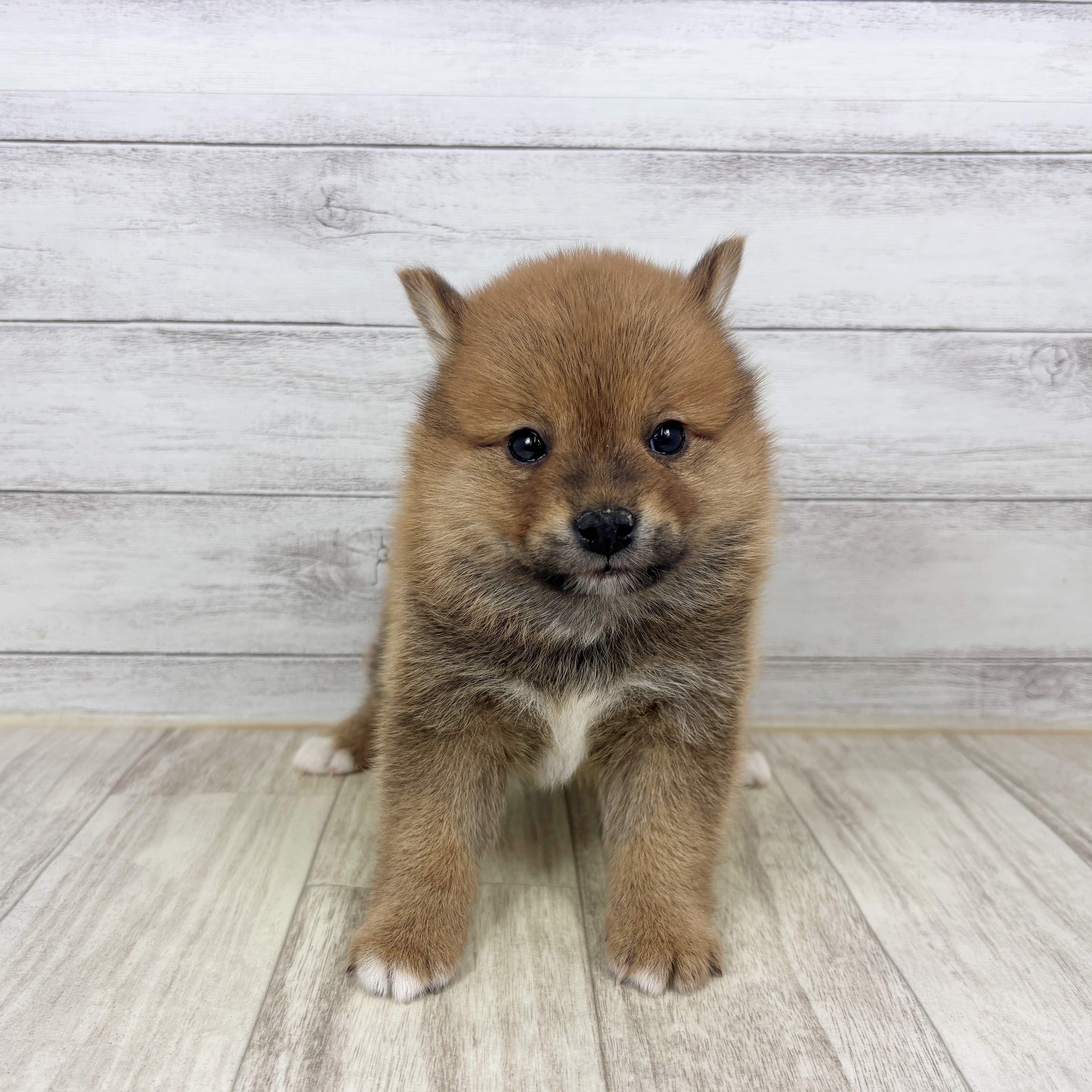 兵庫県のポメ柴/豆ポメ/ポメ豆柴(ポメラニアン×柴犬) (犬の家＆猫の里ニッケパークタウン加古川店/2025年11月9日生まれ/男の子/赤)の子犬の2枚目の画像