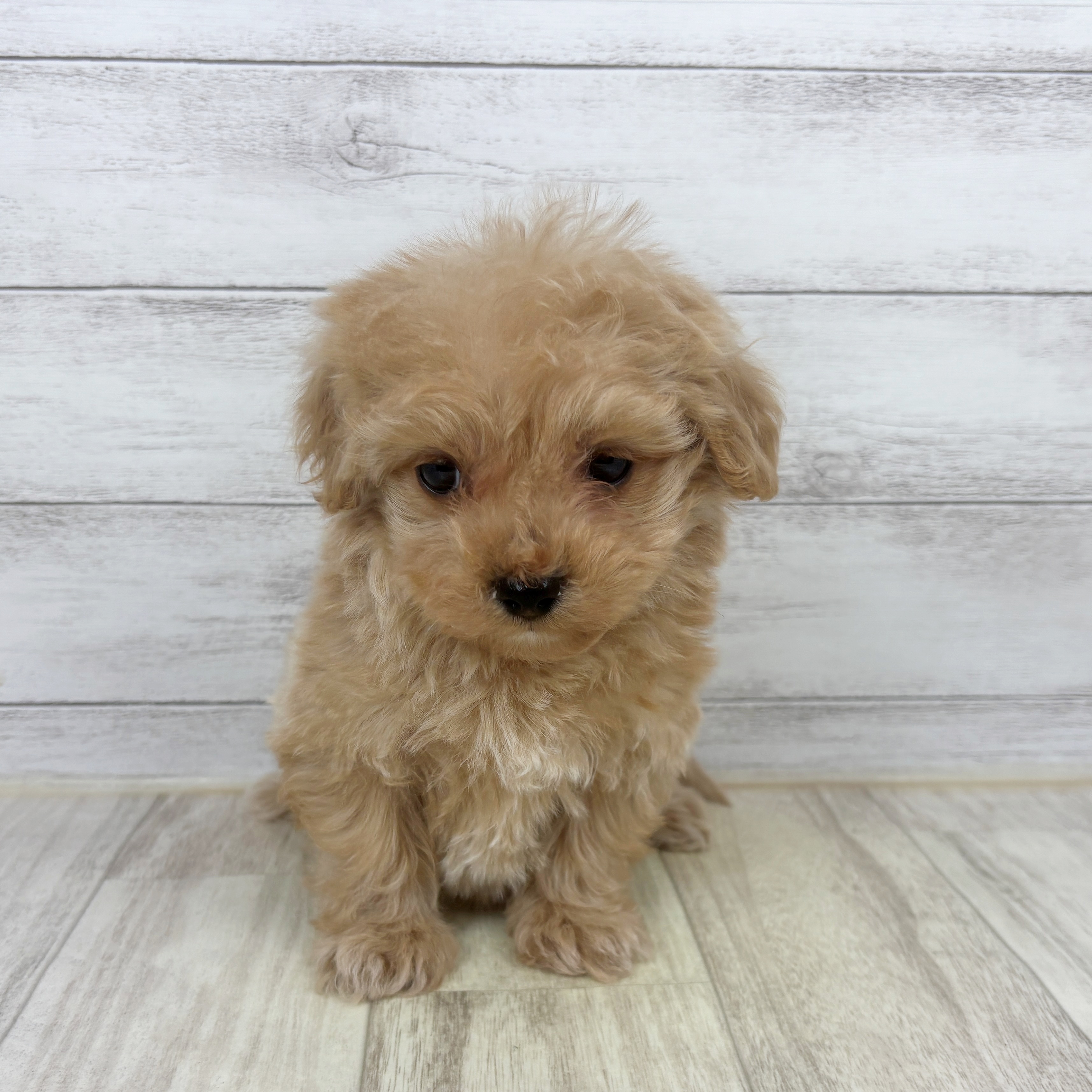 兵庫県のマルプー(マルチーズ×プードル) (犬の家＆猫の里川西店/2025年11月9日生まれ/男の子/アプリコット)の子犬