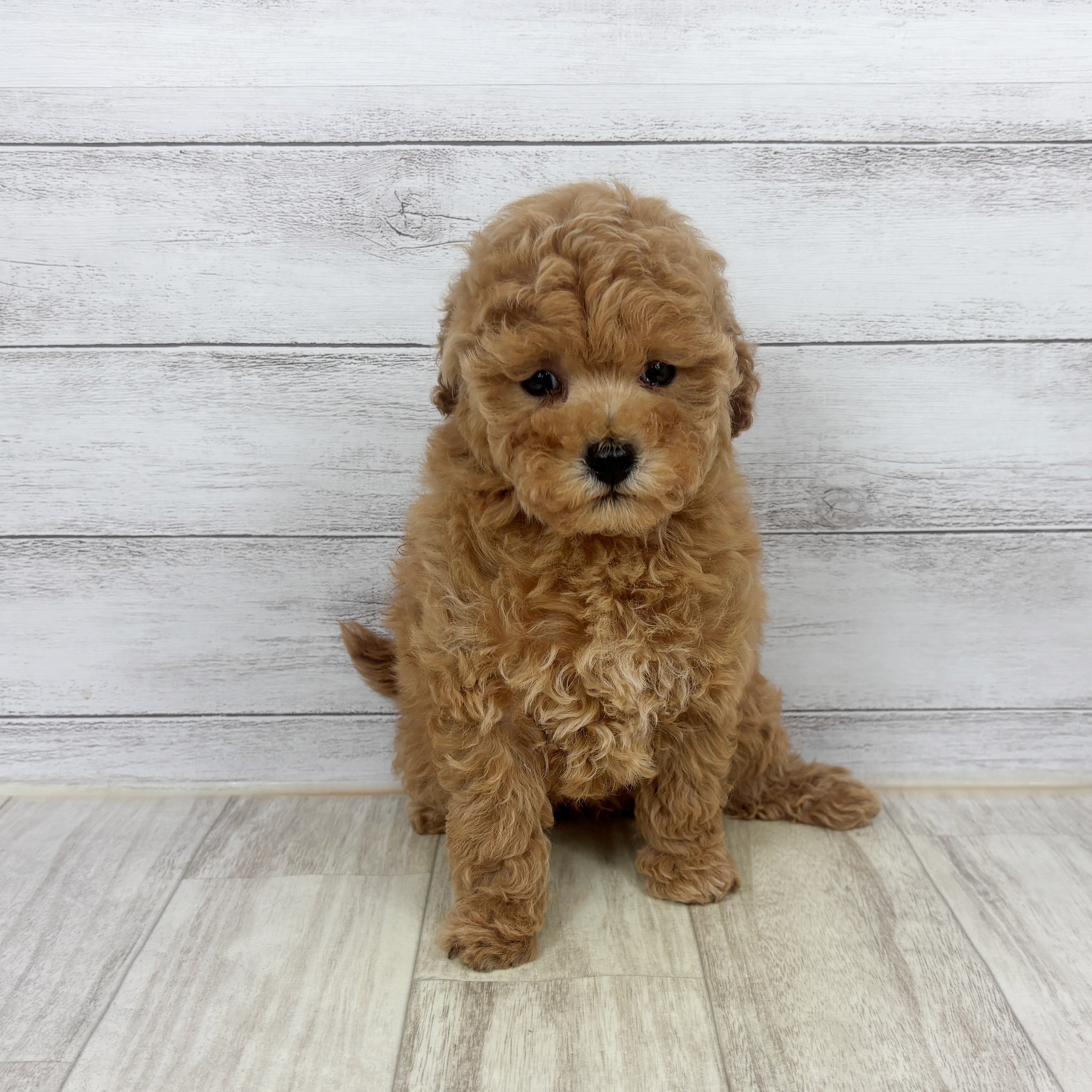 兵庫県のトイプードル(トイ) (犬の家＆猫の里川西店/2025年11月9日生まれ/男の子/オレンジフォーン)の子犬